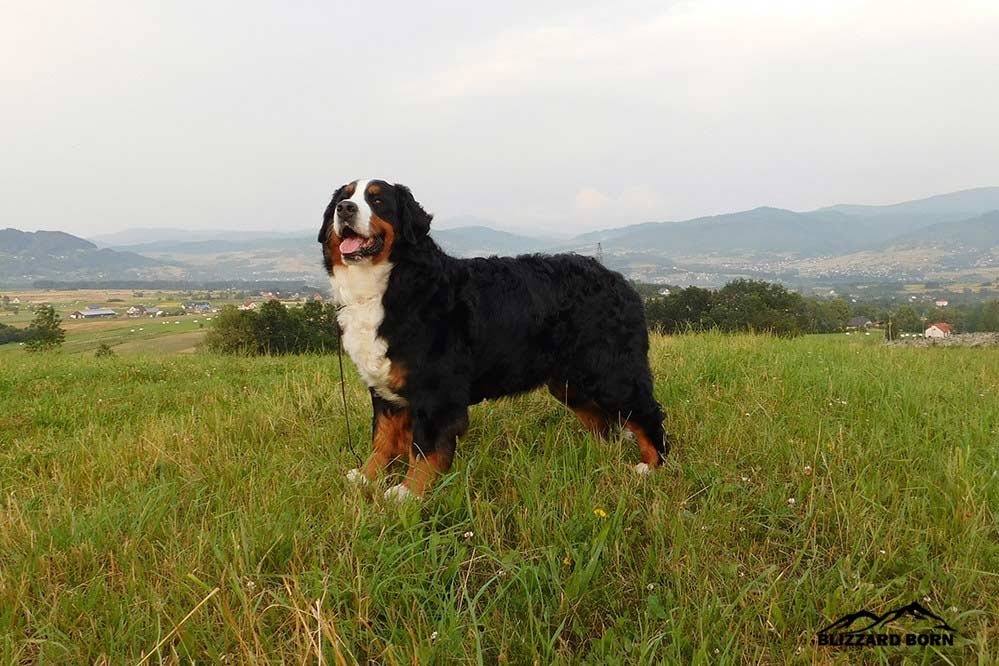 berner sennenhund female