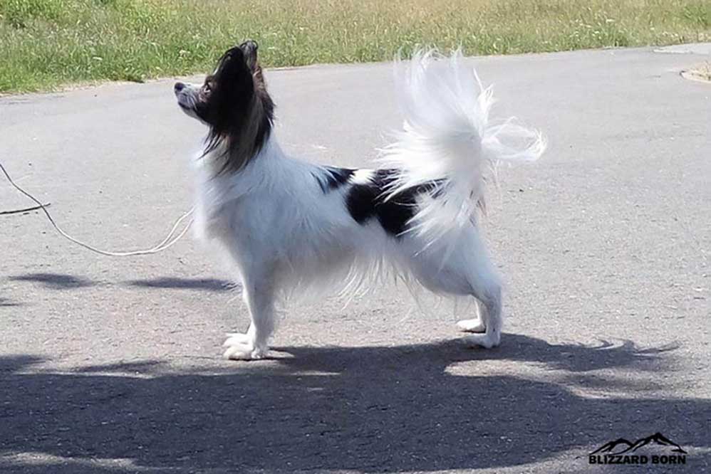 papillon tricolour female