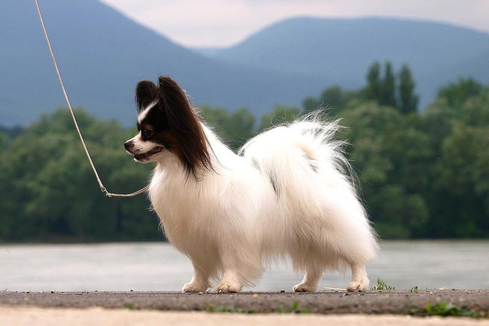 papillon tricolour male