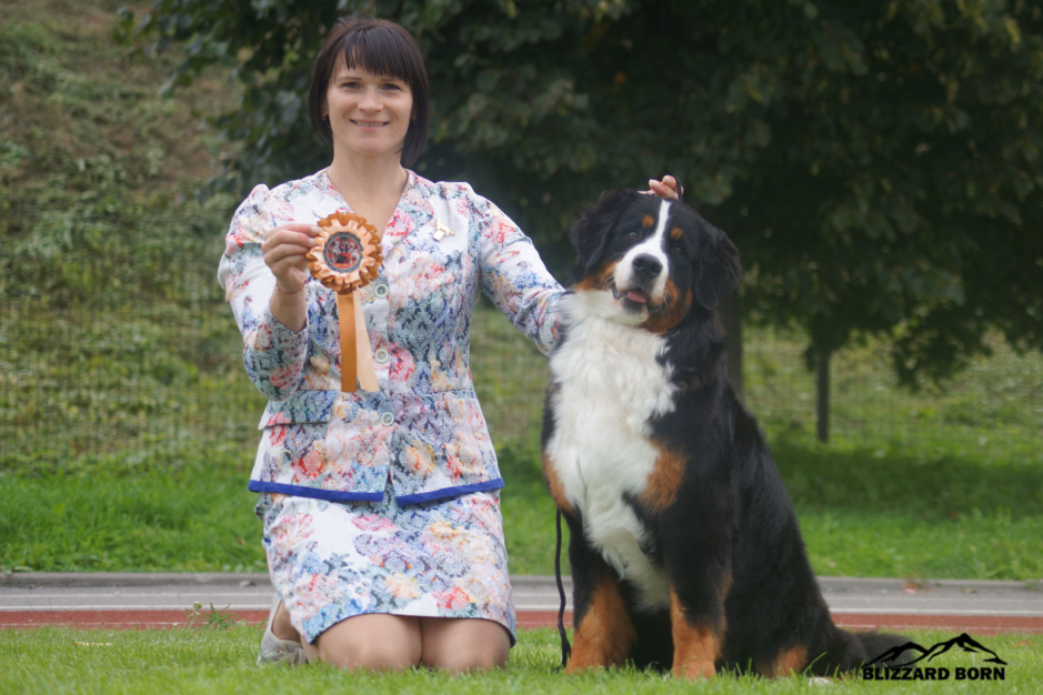 berner sennenhund female