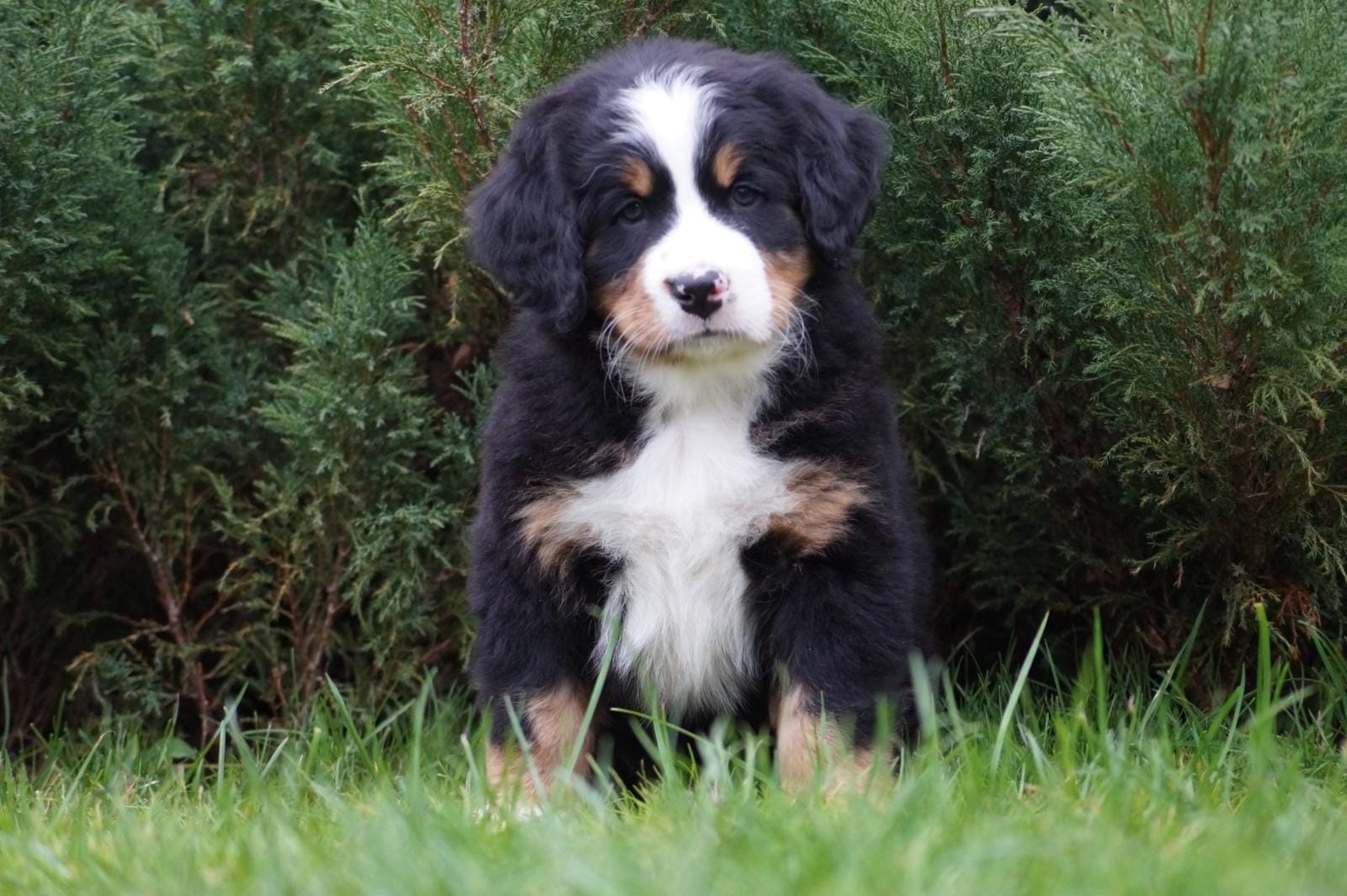 berner sennenhund puppy