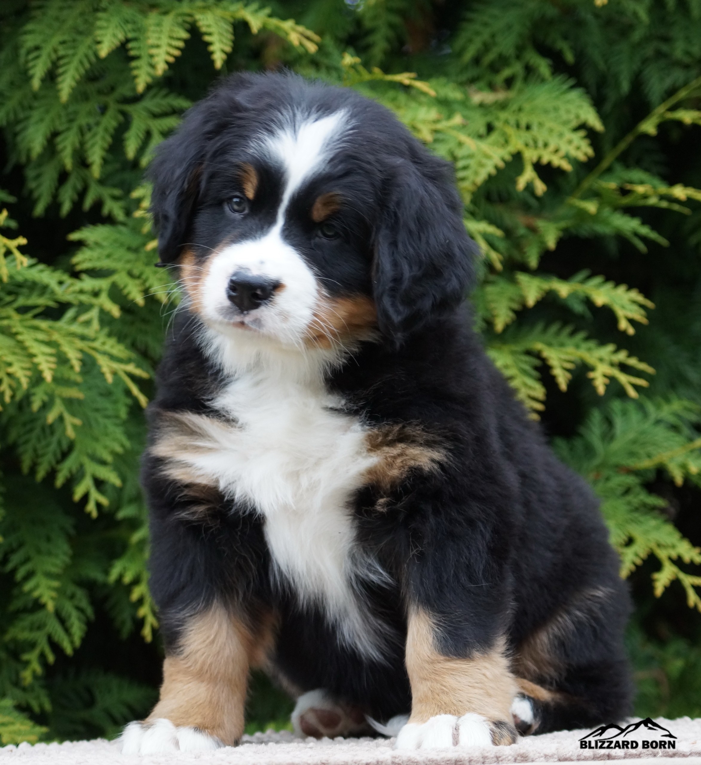 berner sennenhund puppy