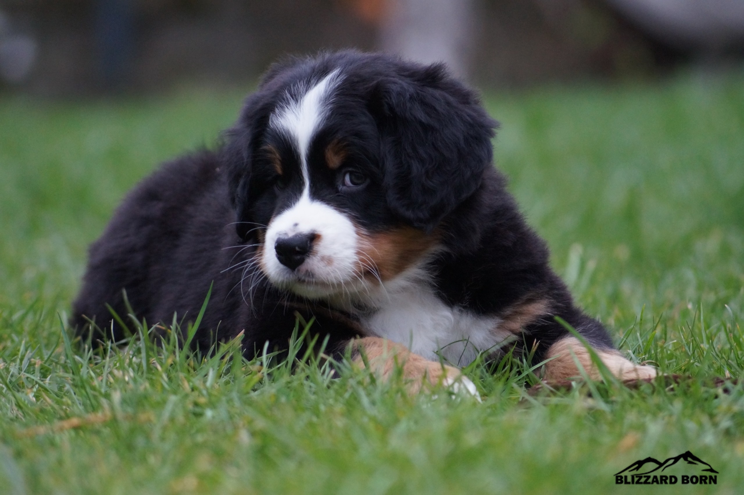berner sennenhund puppy
