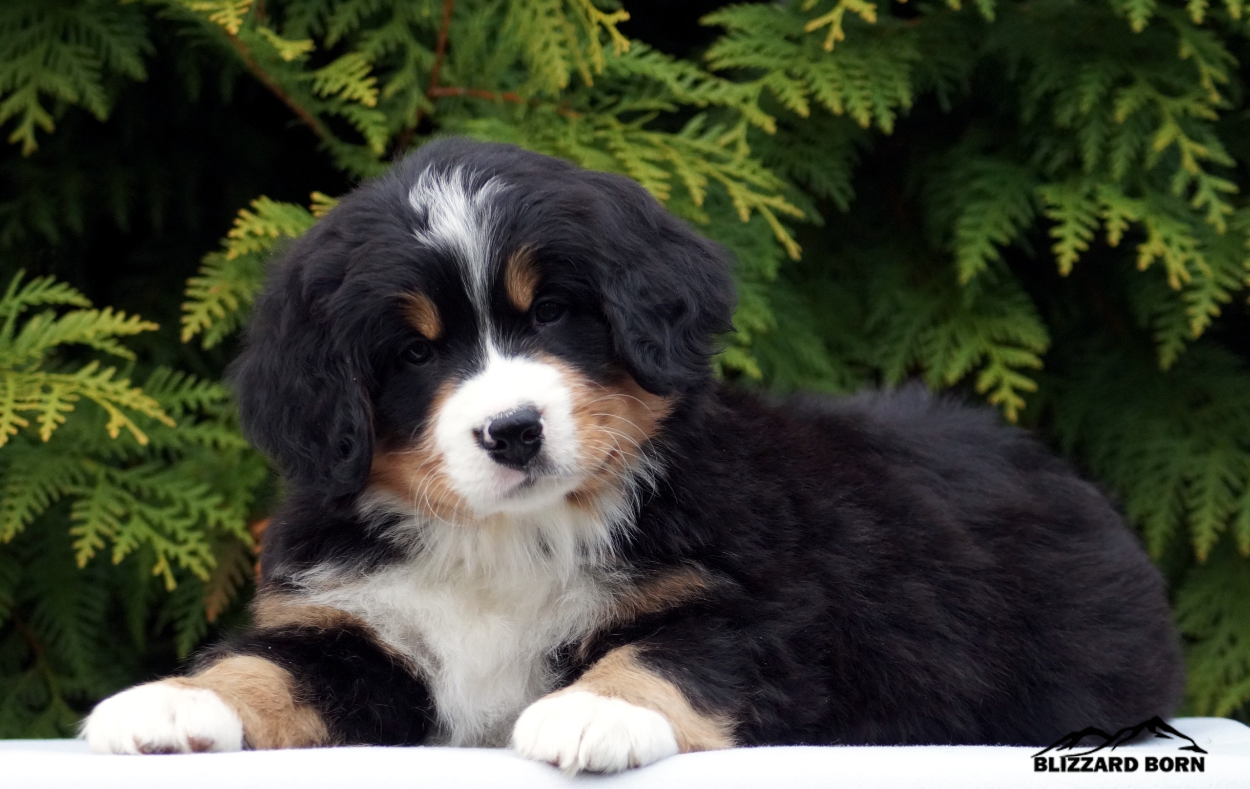 berner sennenhund puppy