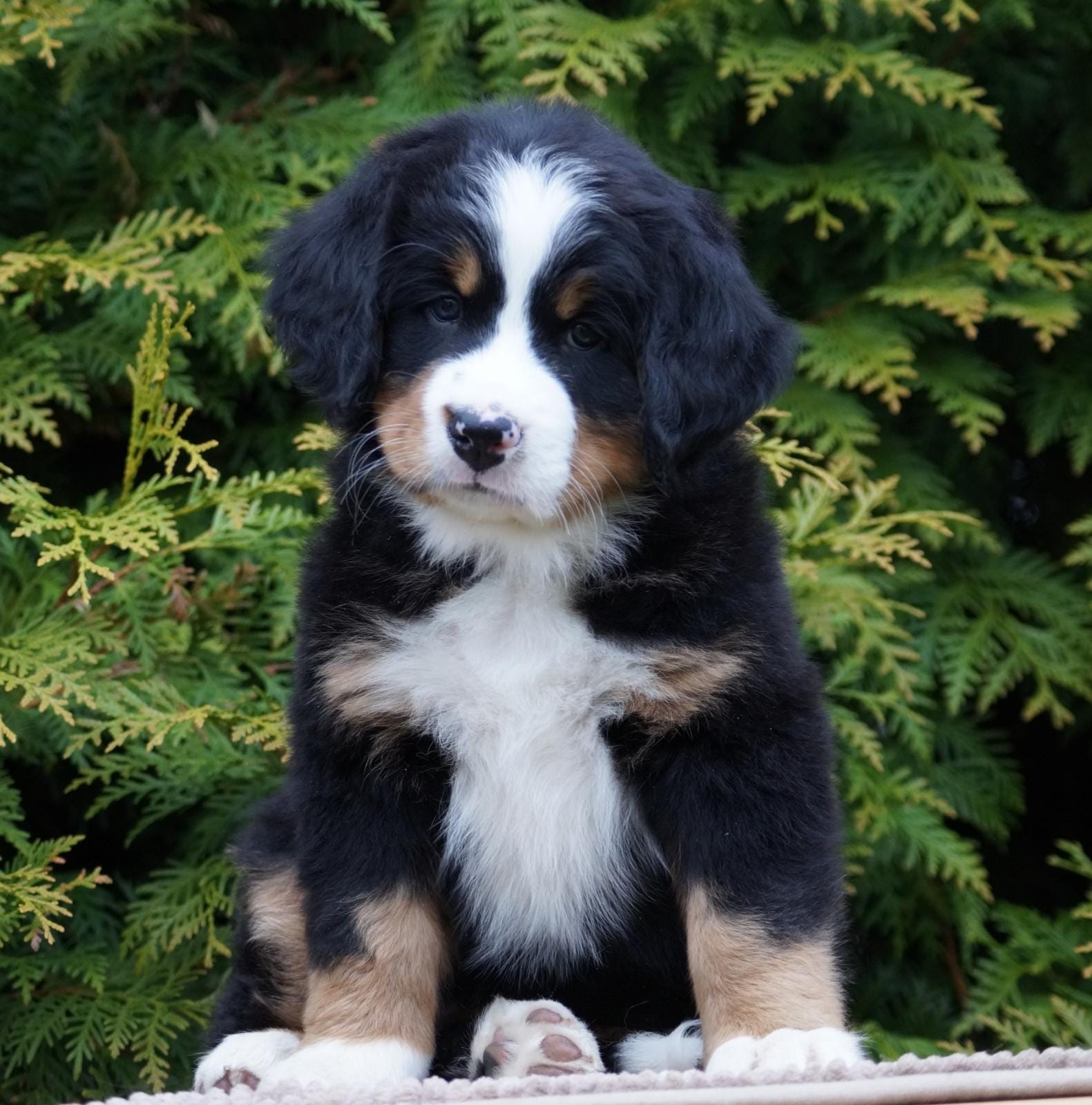 berner sennenhund puppy
