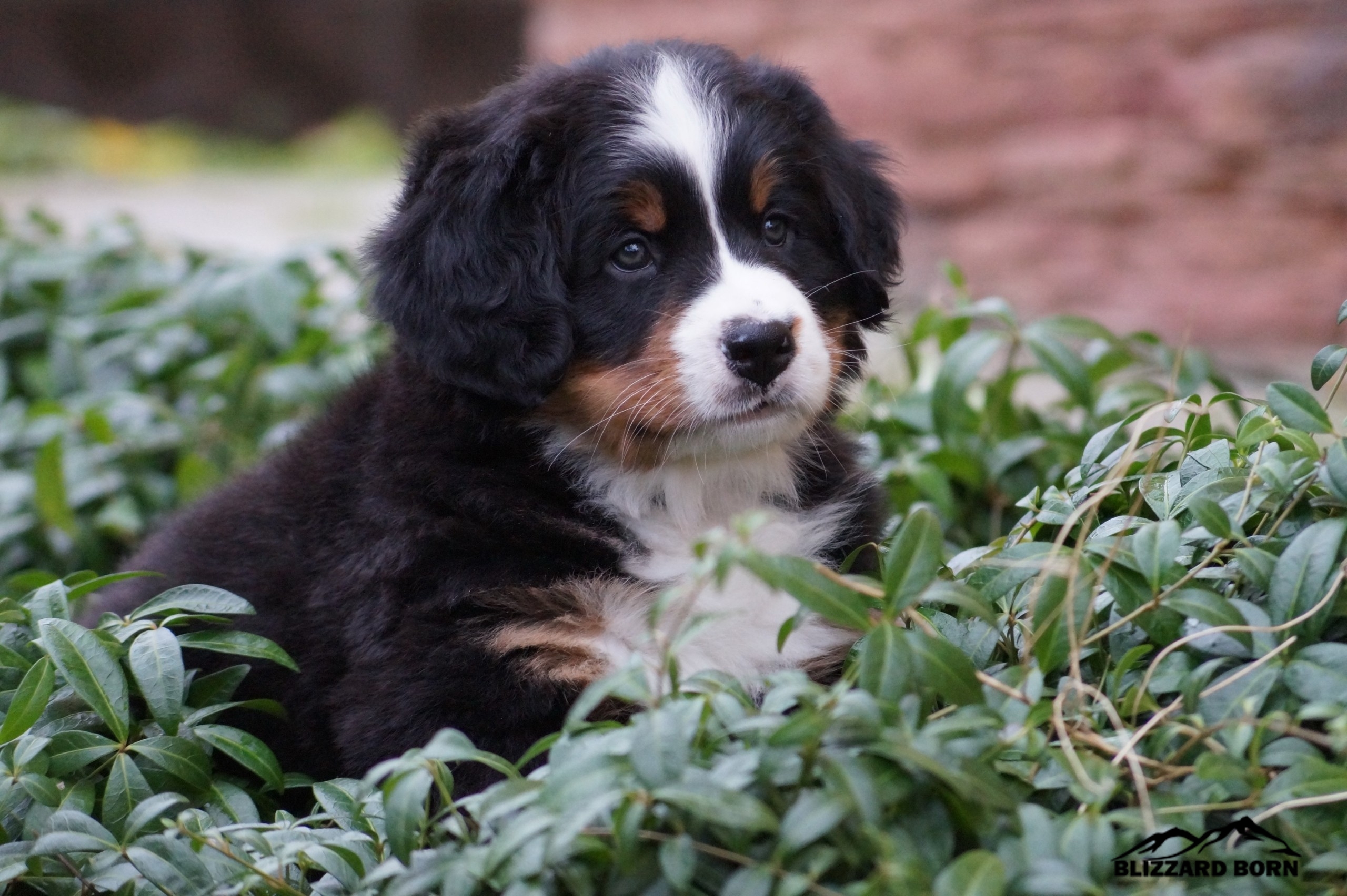 berner sennenhund puppy