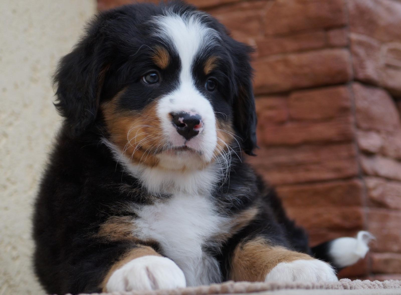 berner sennenhund puppy