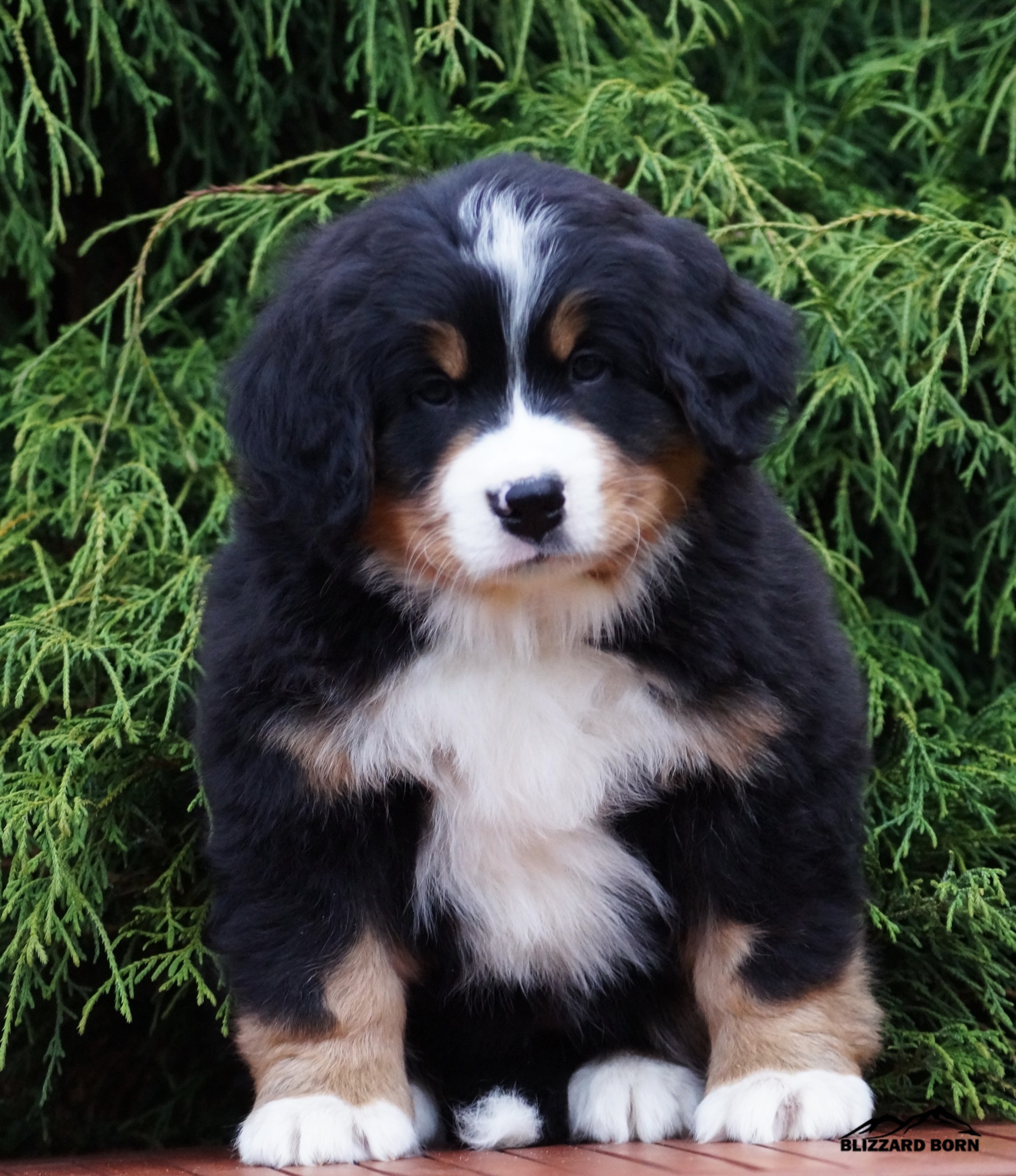berner sennenhund puppy