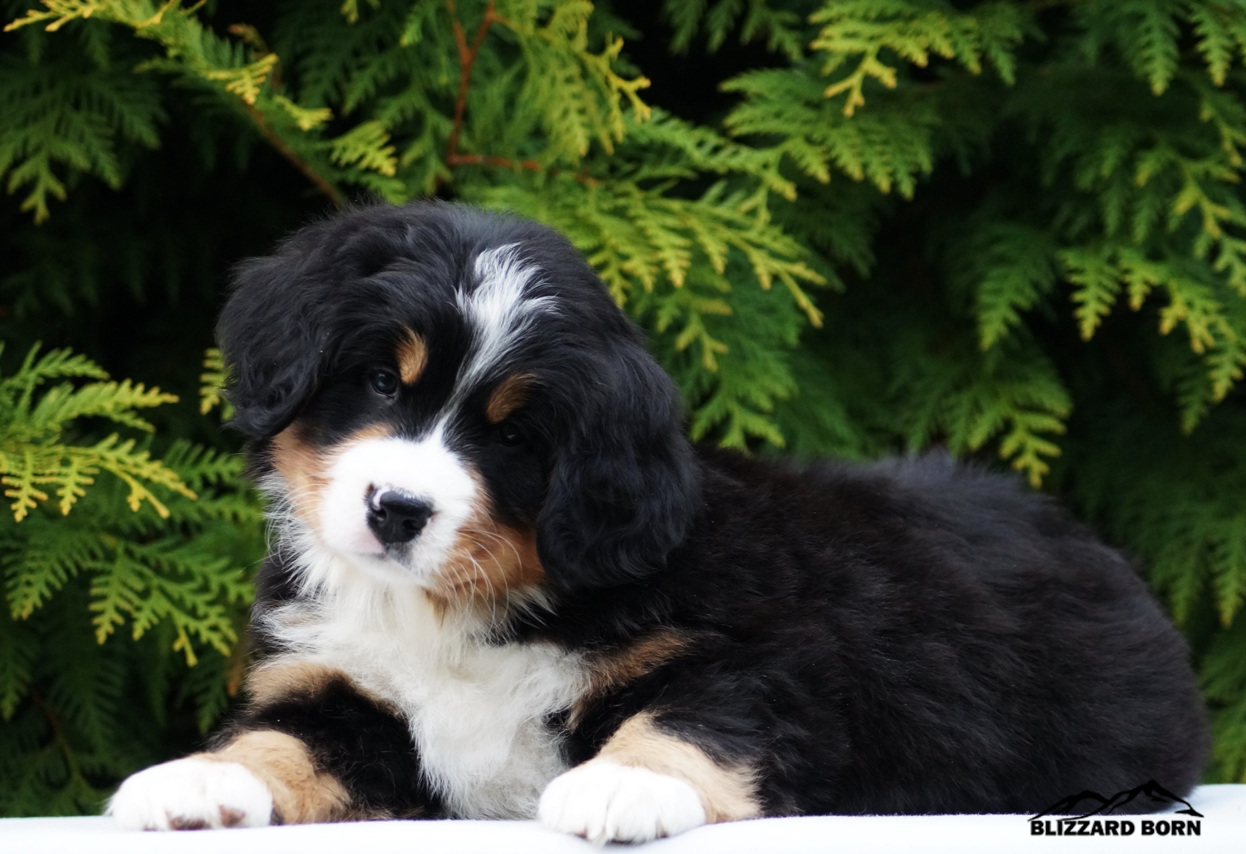berner sennenhund puppy