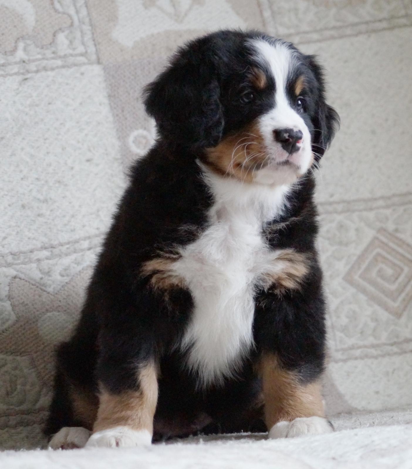 berner sennenhund puppy