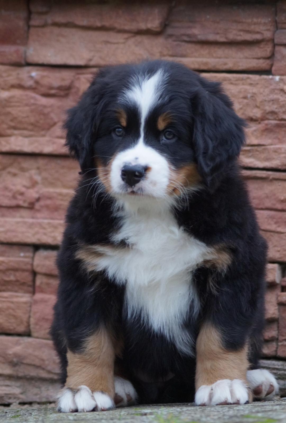 berner sennenhund puppy