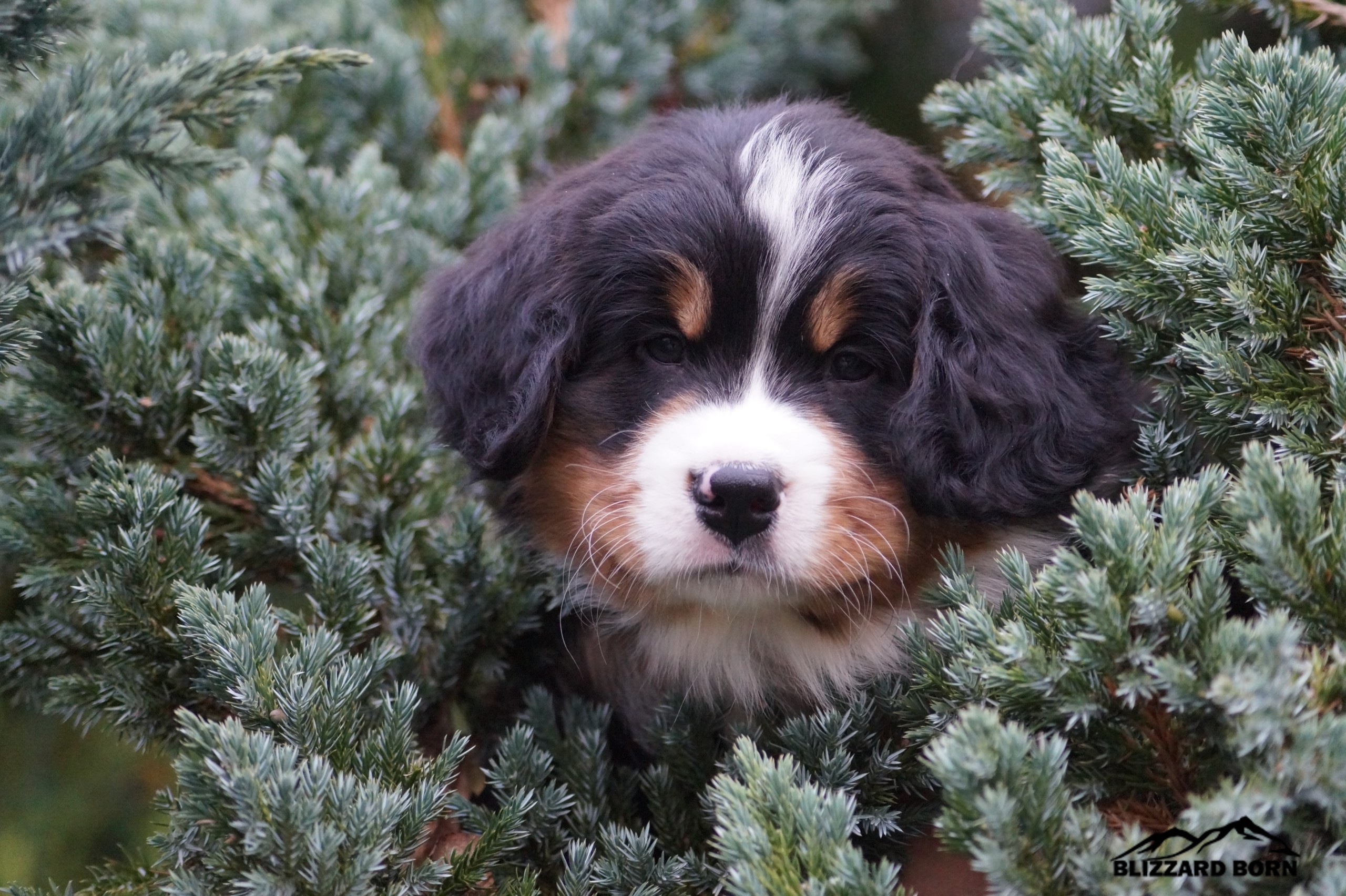 berner sennenhund puppy