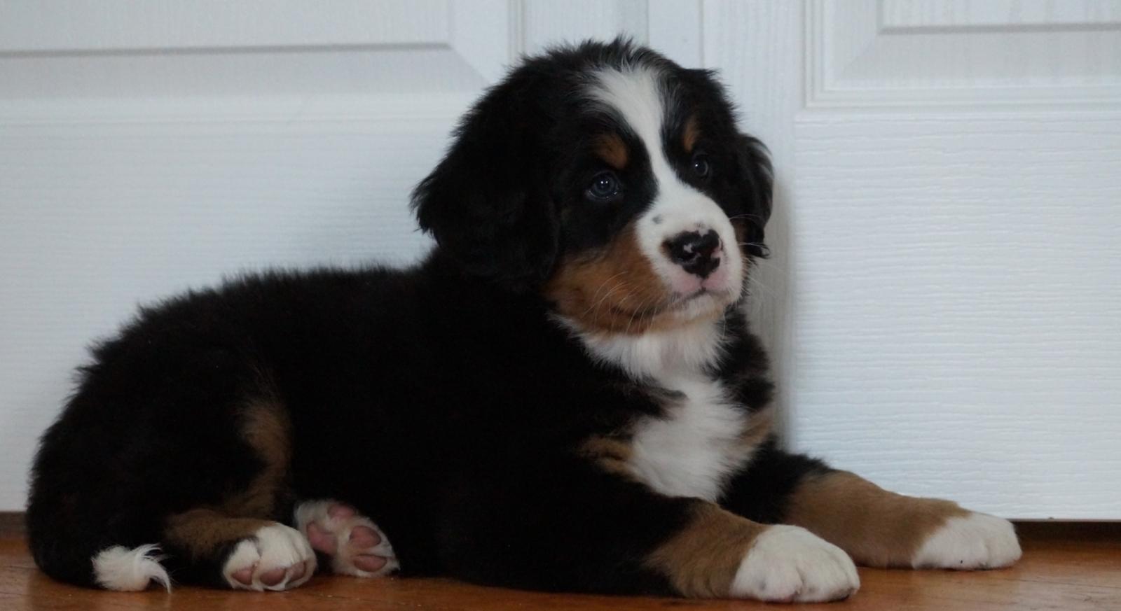 berner sennenhund puppy