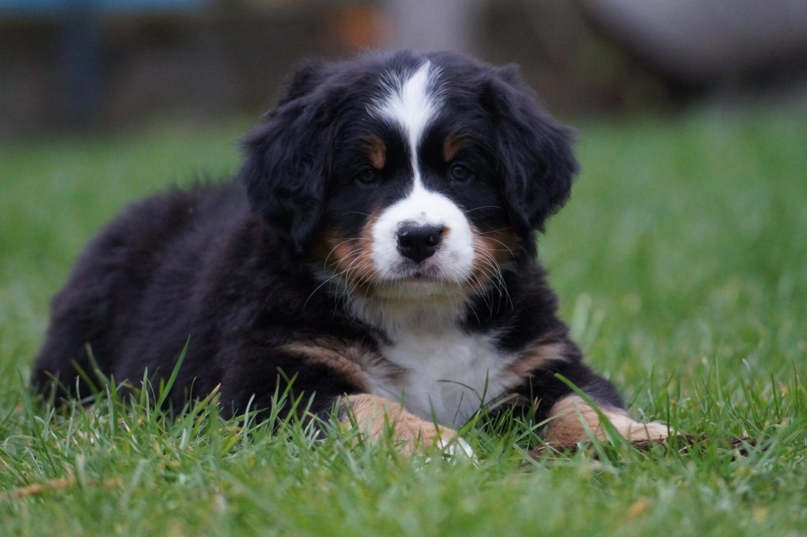 berner sennenhund puppy