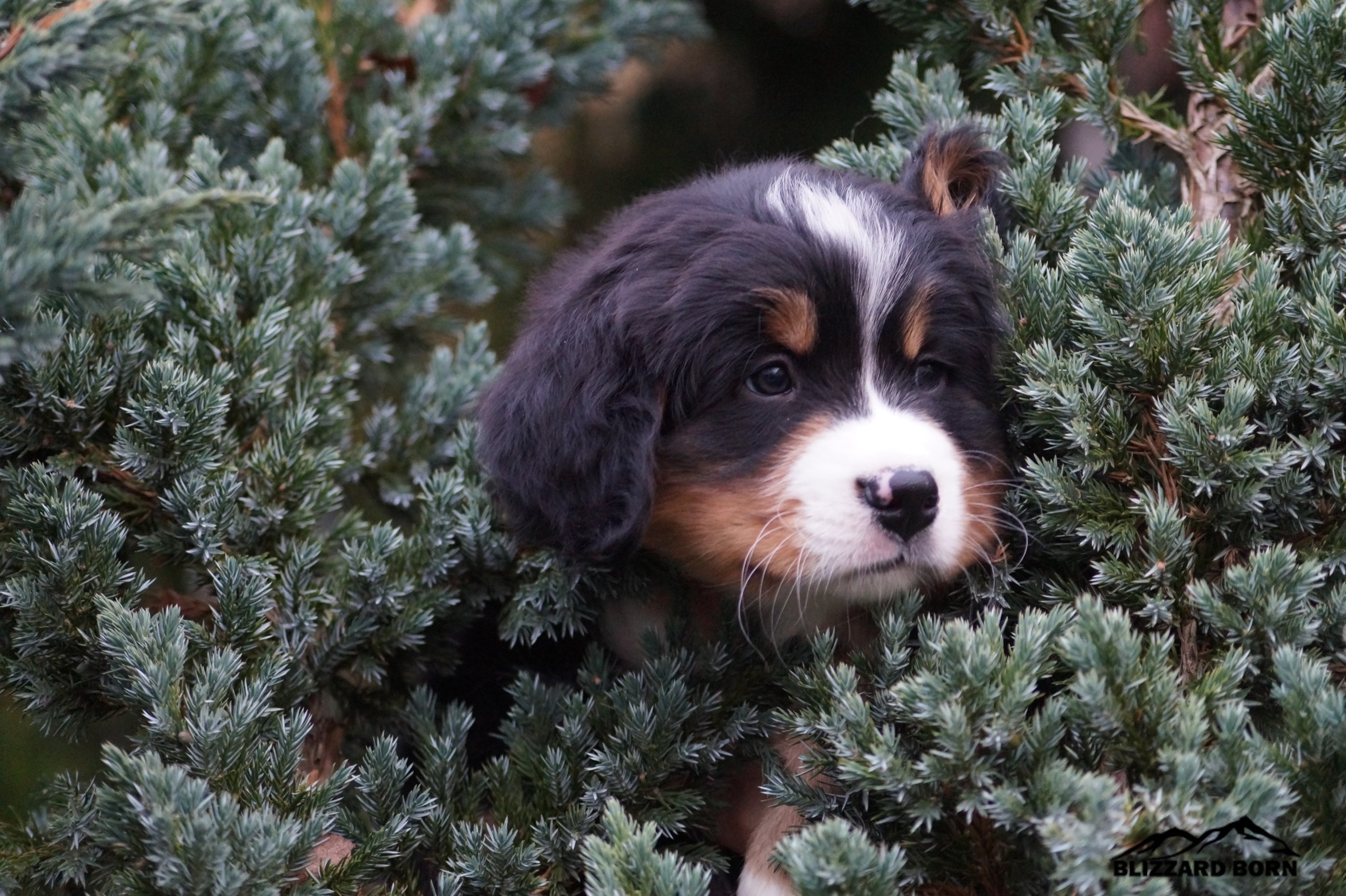berner sennenhund puppy