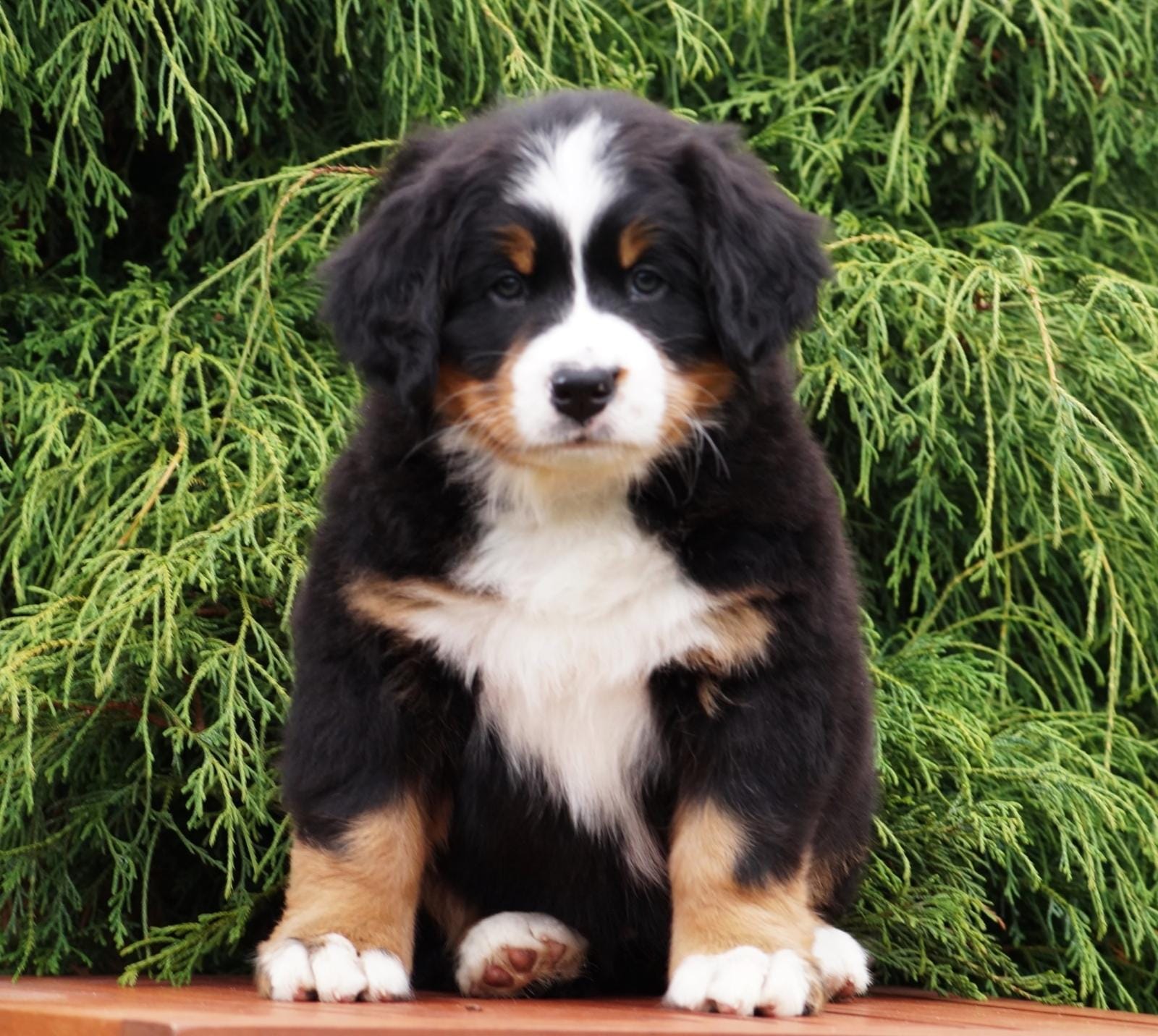 berner sennenhund puppy