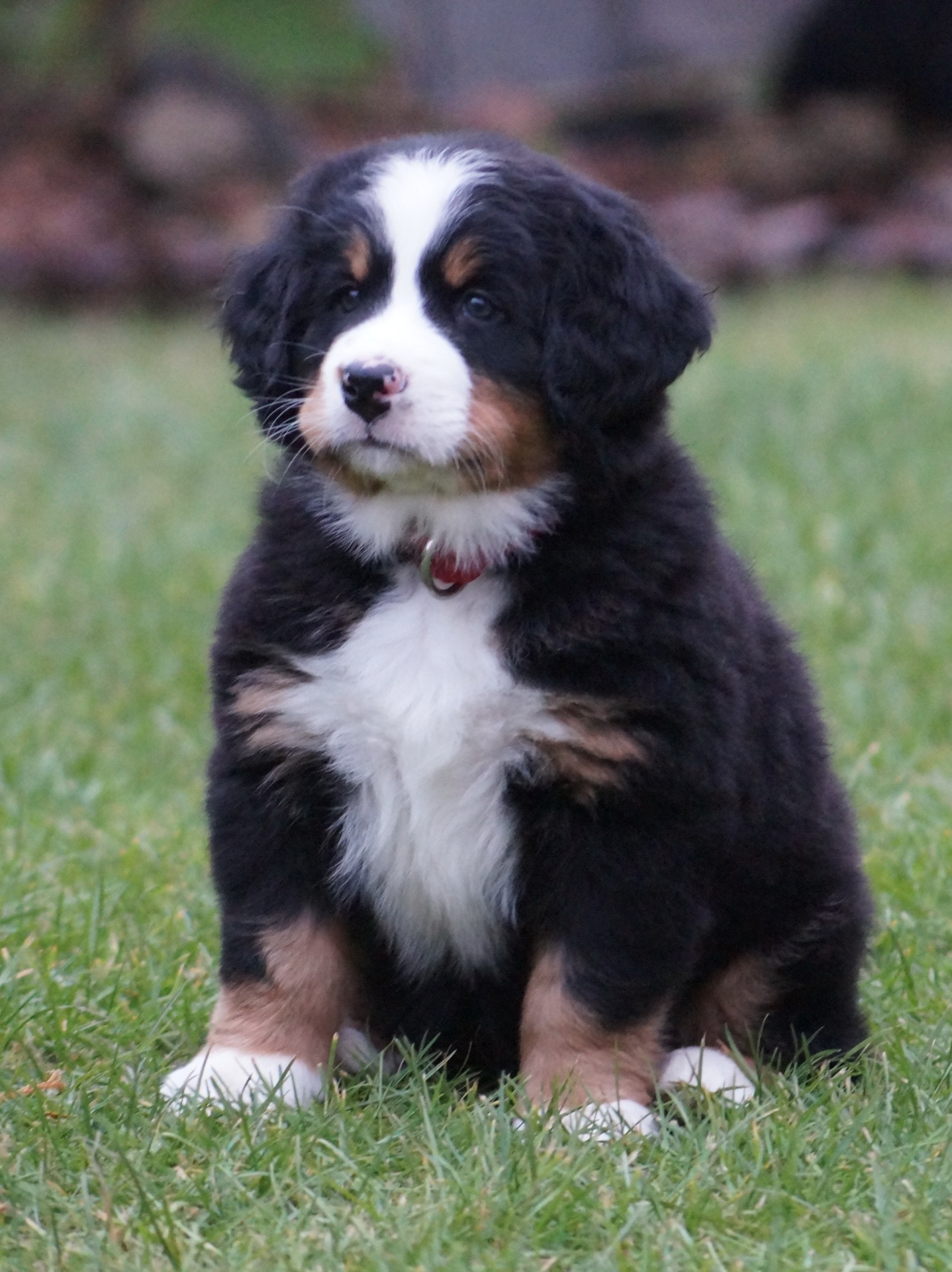 berner sennenhund puppy