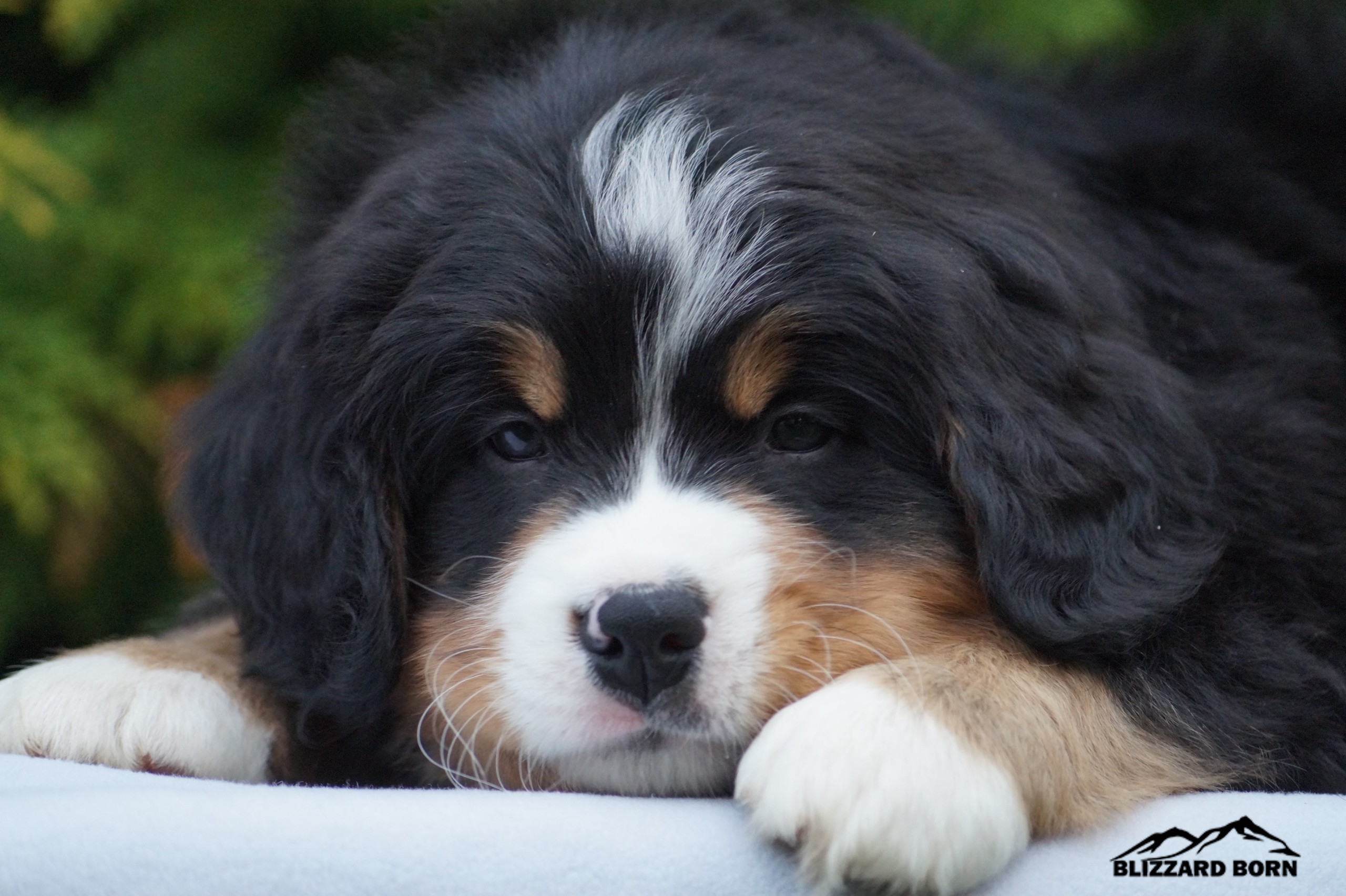 berner sennenhund puppy