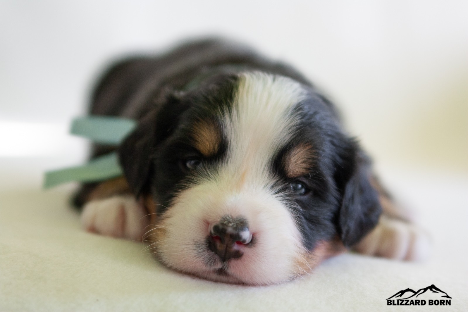 berner sennenhund puppy