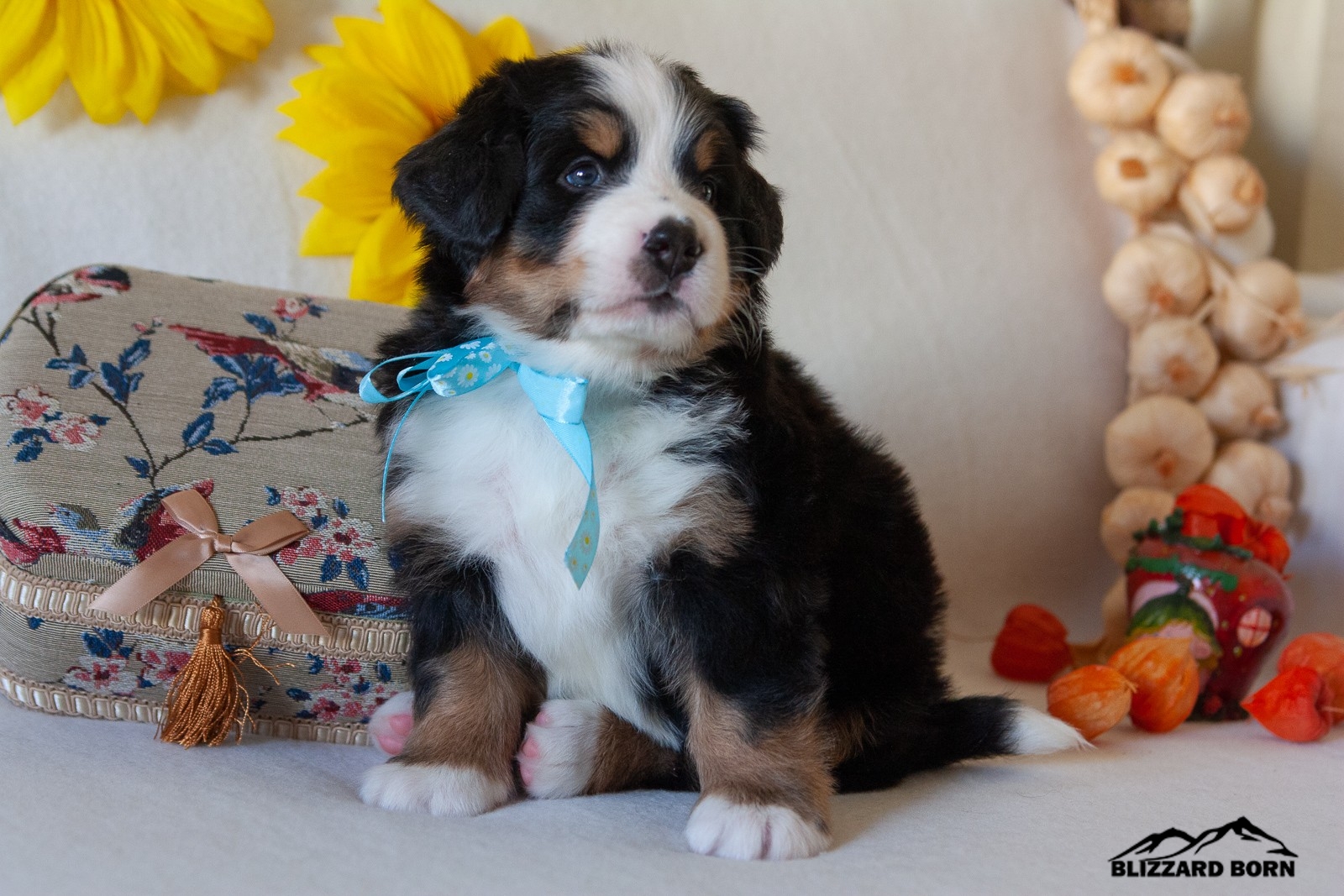 berner sennenhund puppy