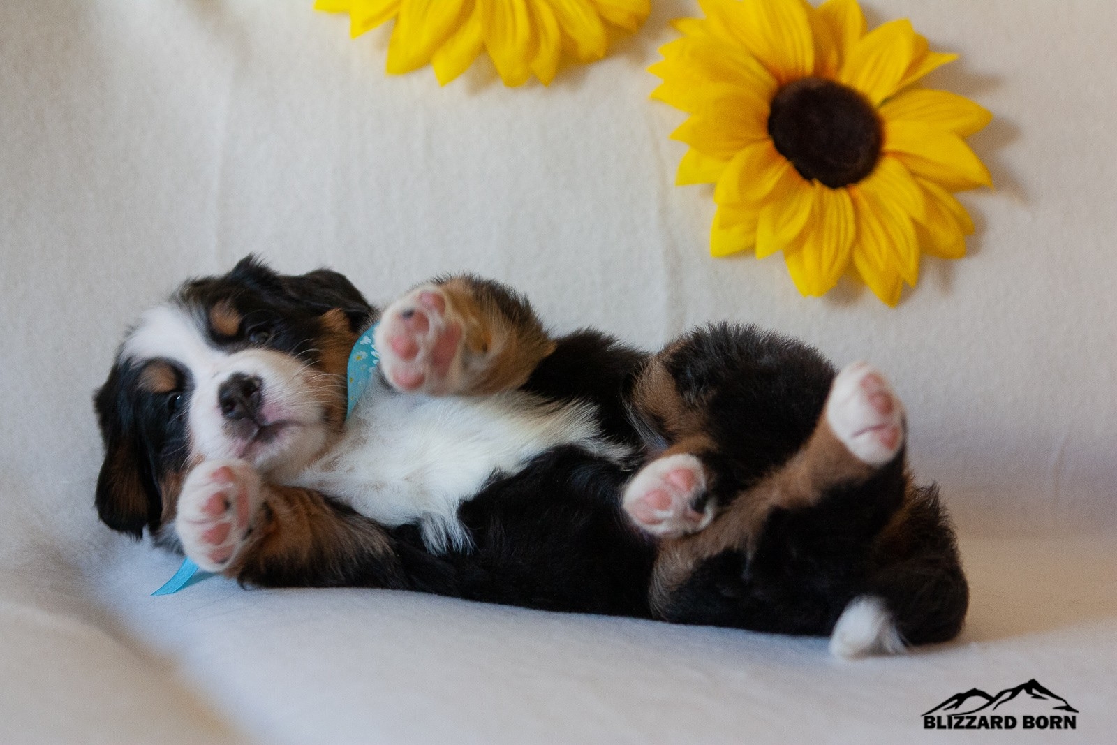 berner sennenhund puppy