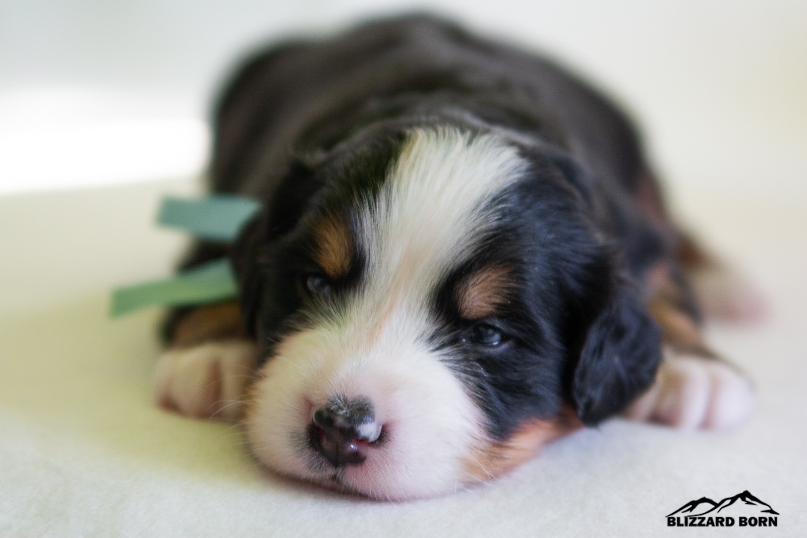 berner sennenhund puppy