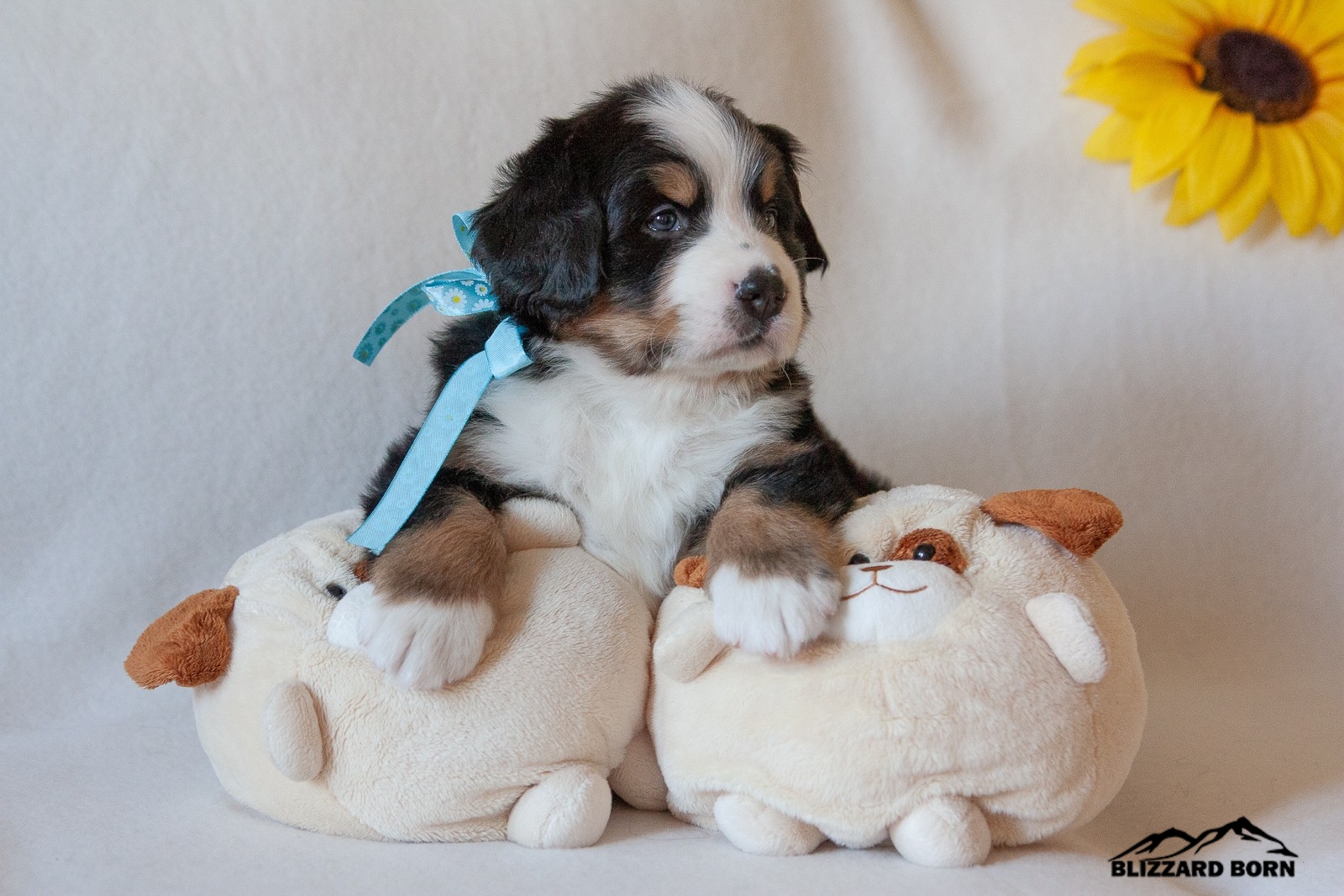 berner sennenhund puppy