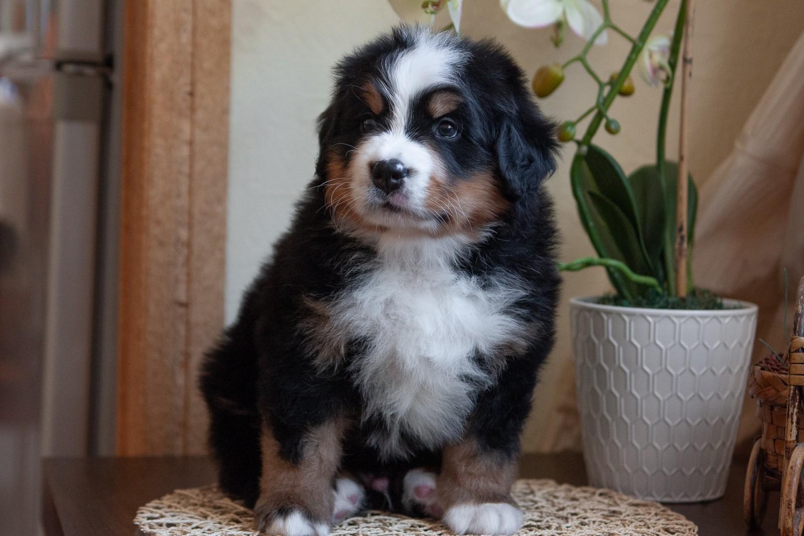berner sennenhund puppy