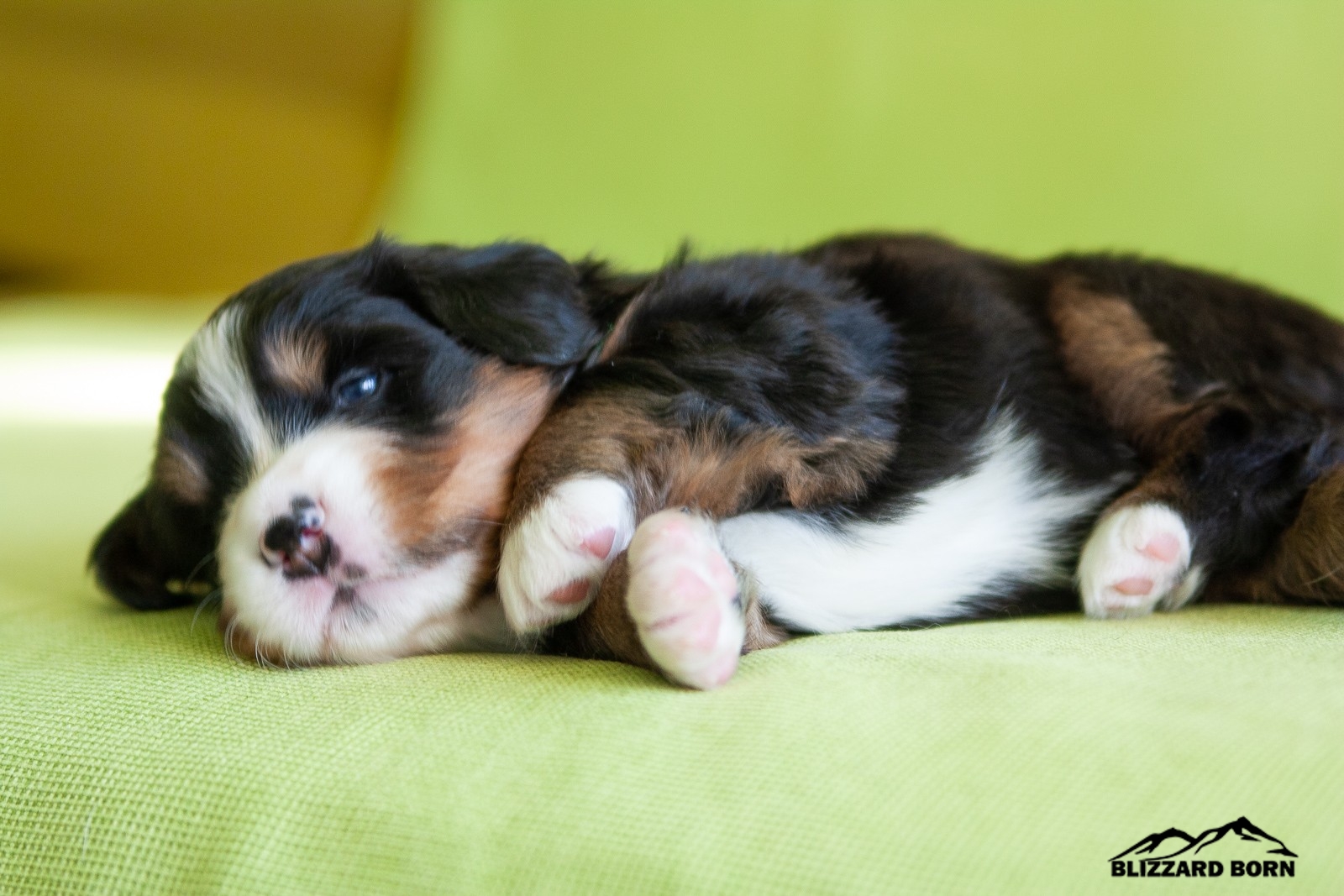 berner sennenhund puppy