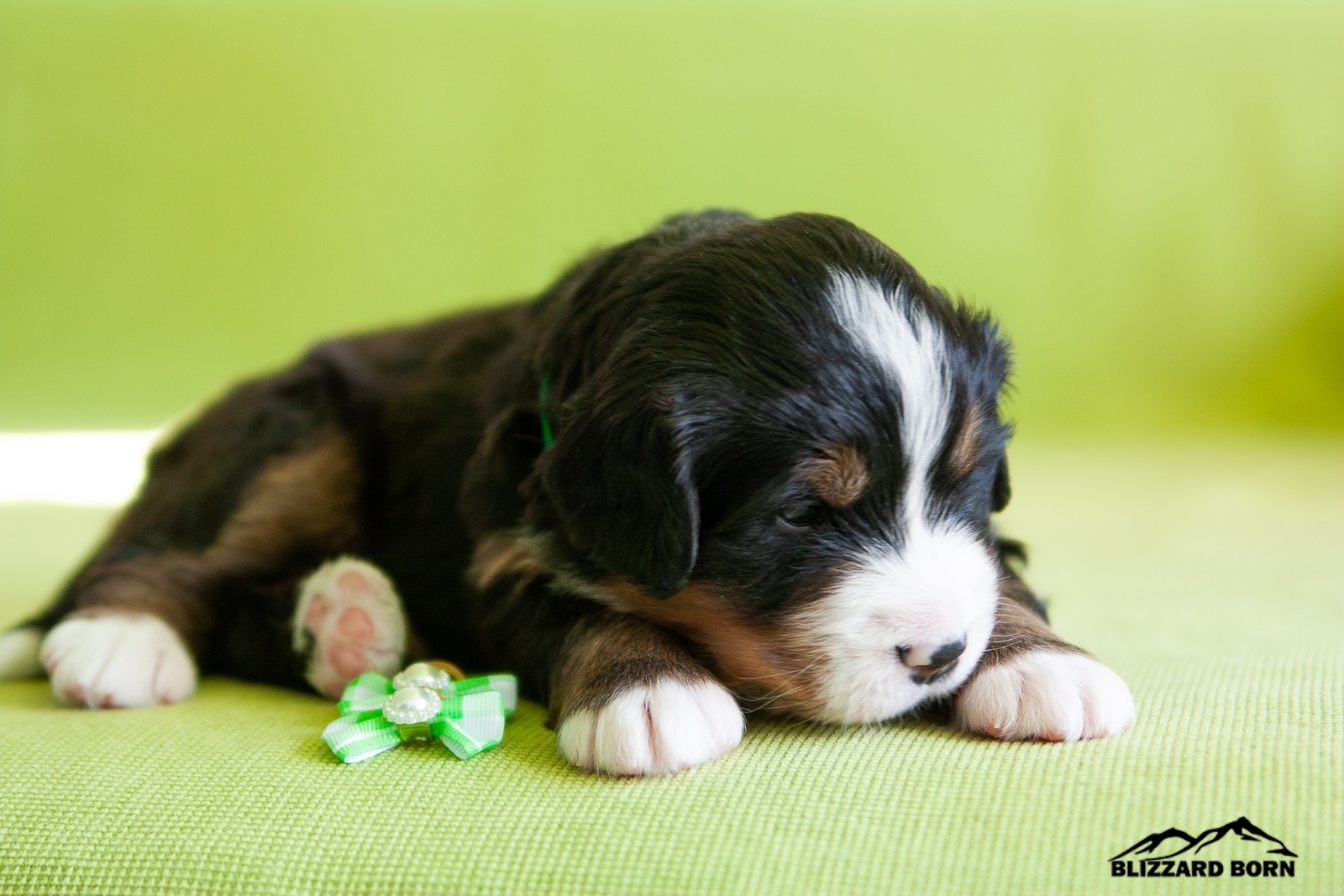 berner sennenhund puppy