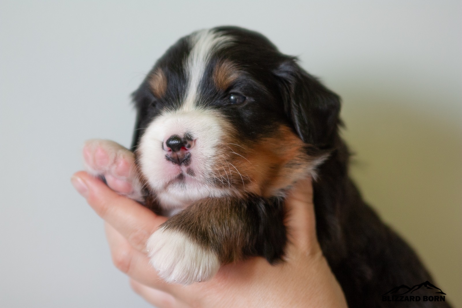 berner sennenhund puppy