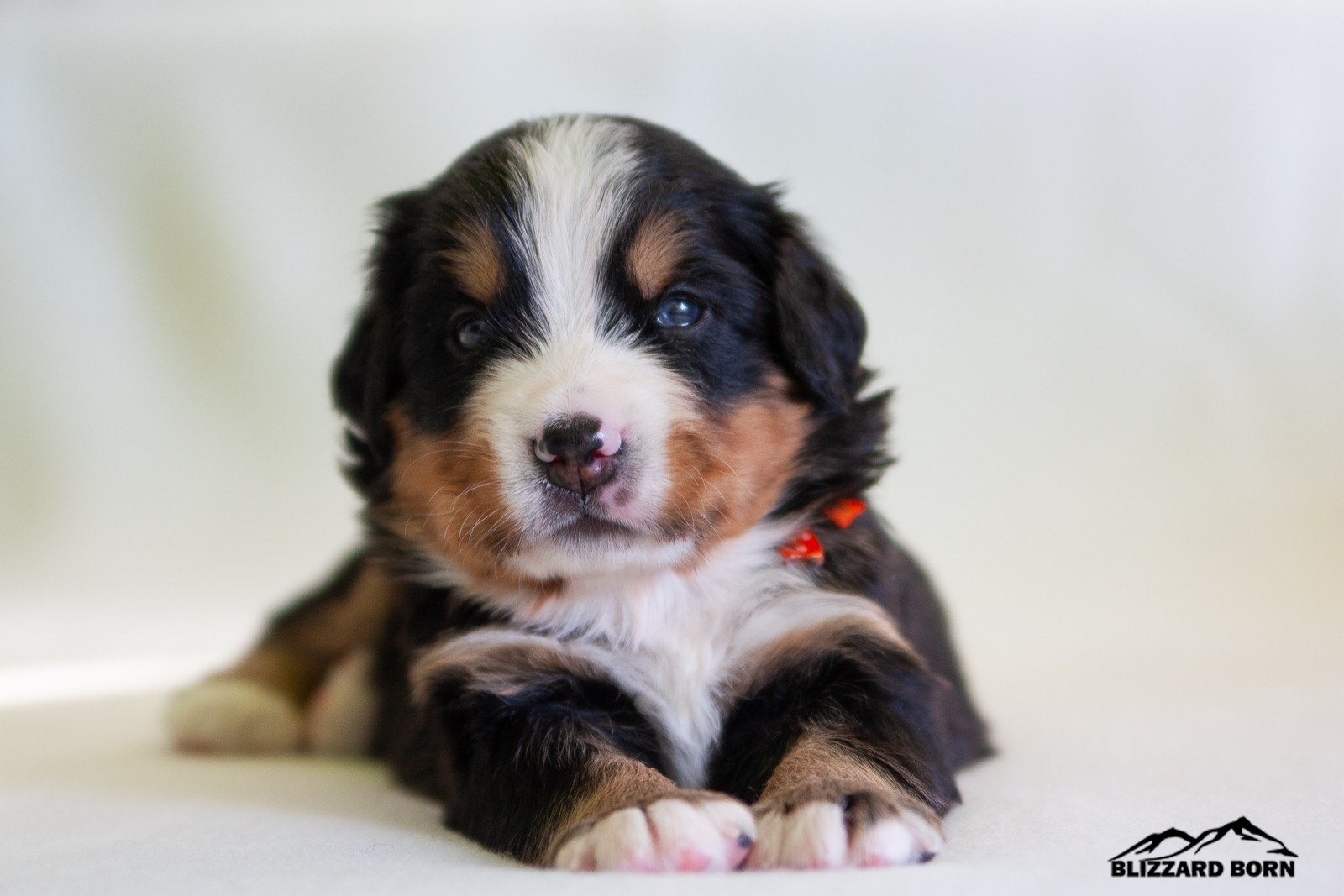 berner sennenhund puppy