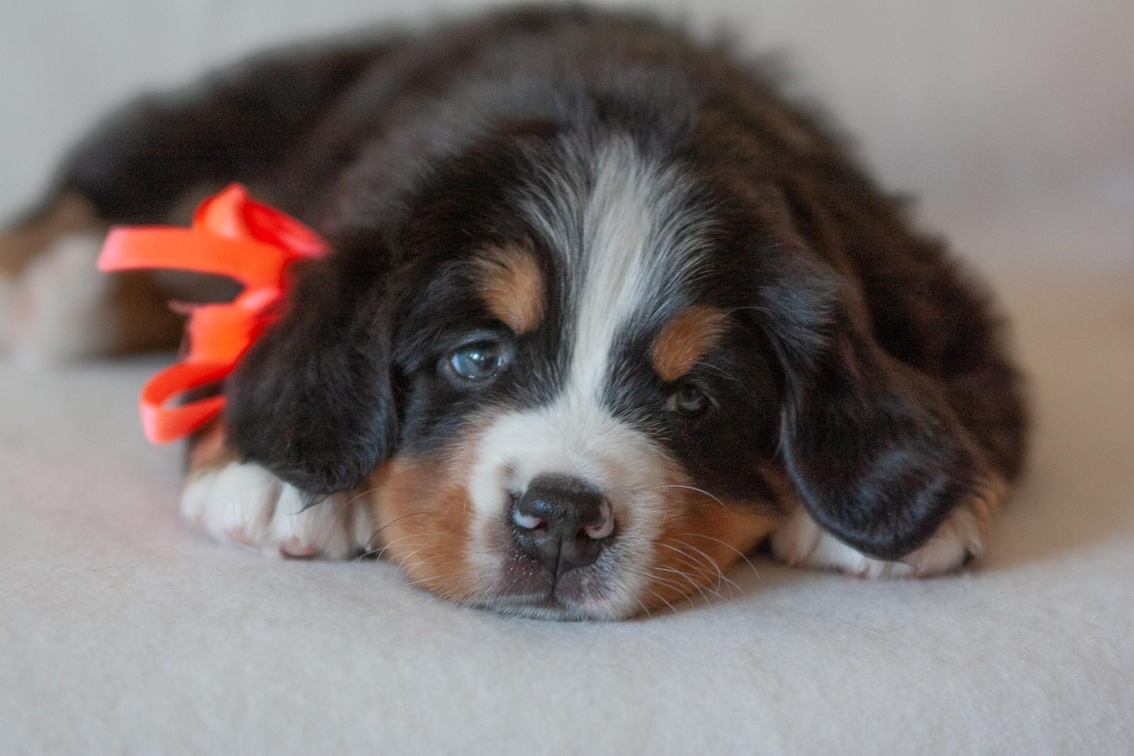berner sennenhund puppy