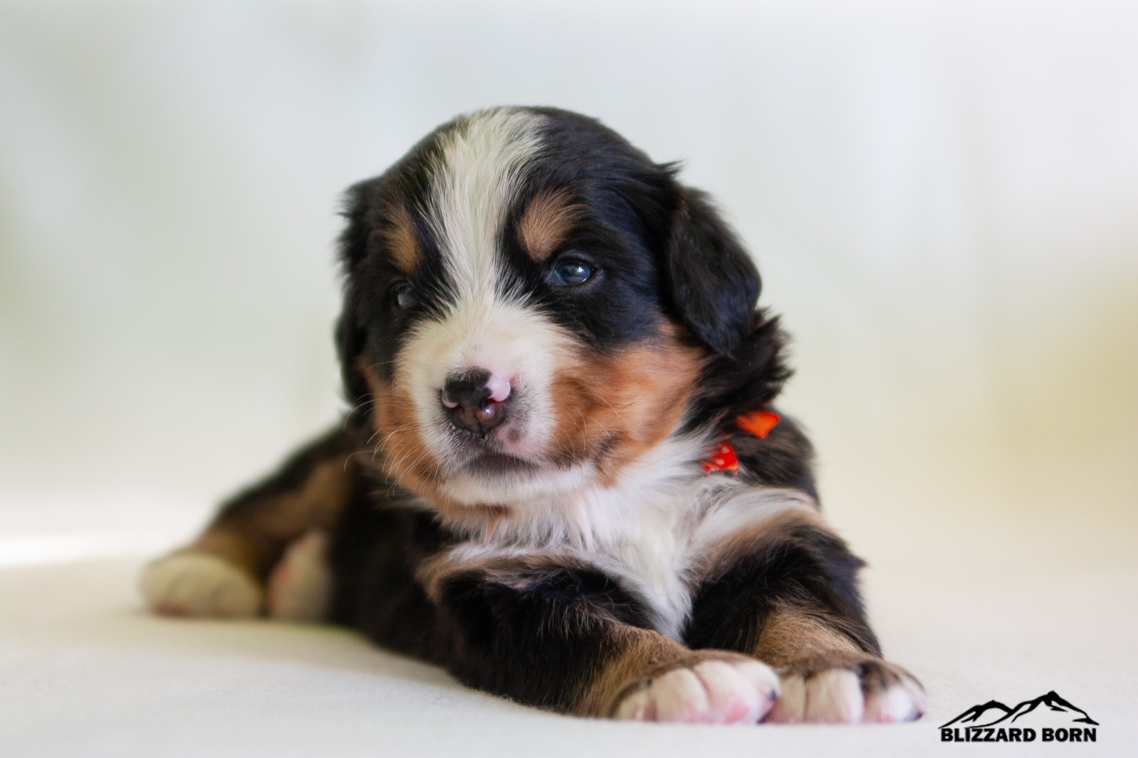berner sennenhund puppy