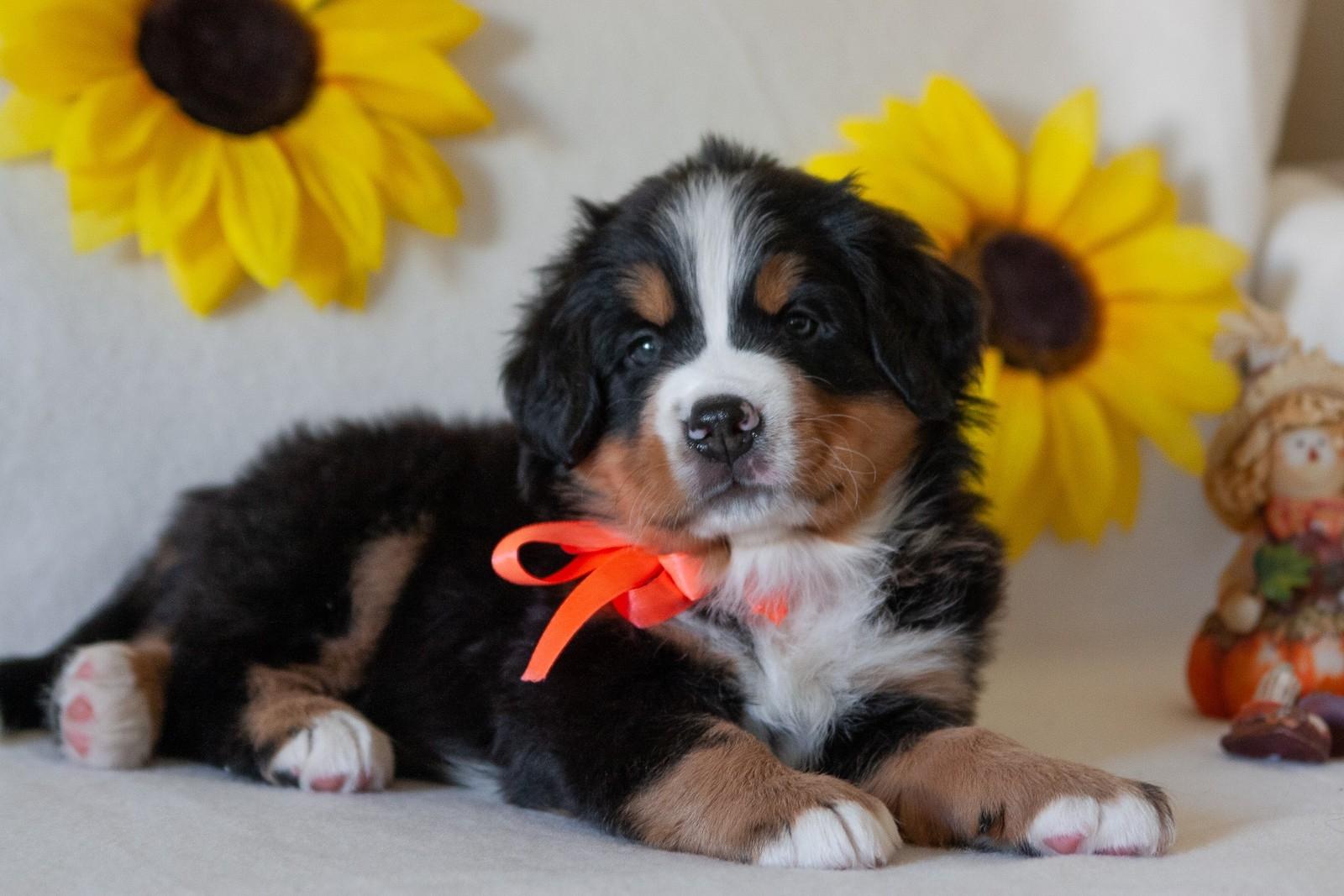 berner sennenhund puppy