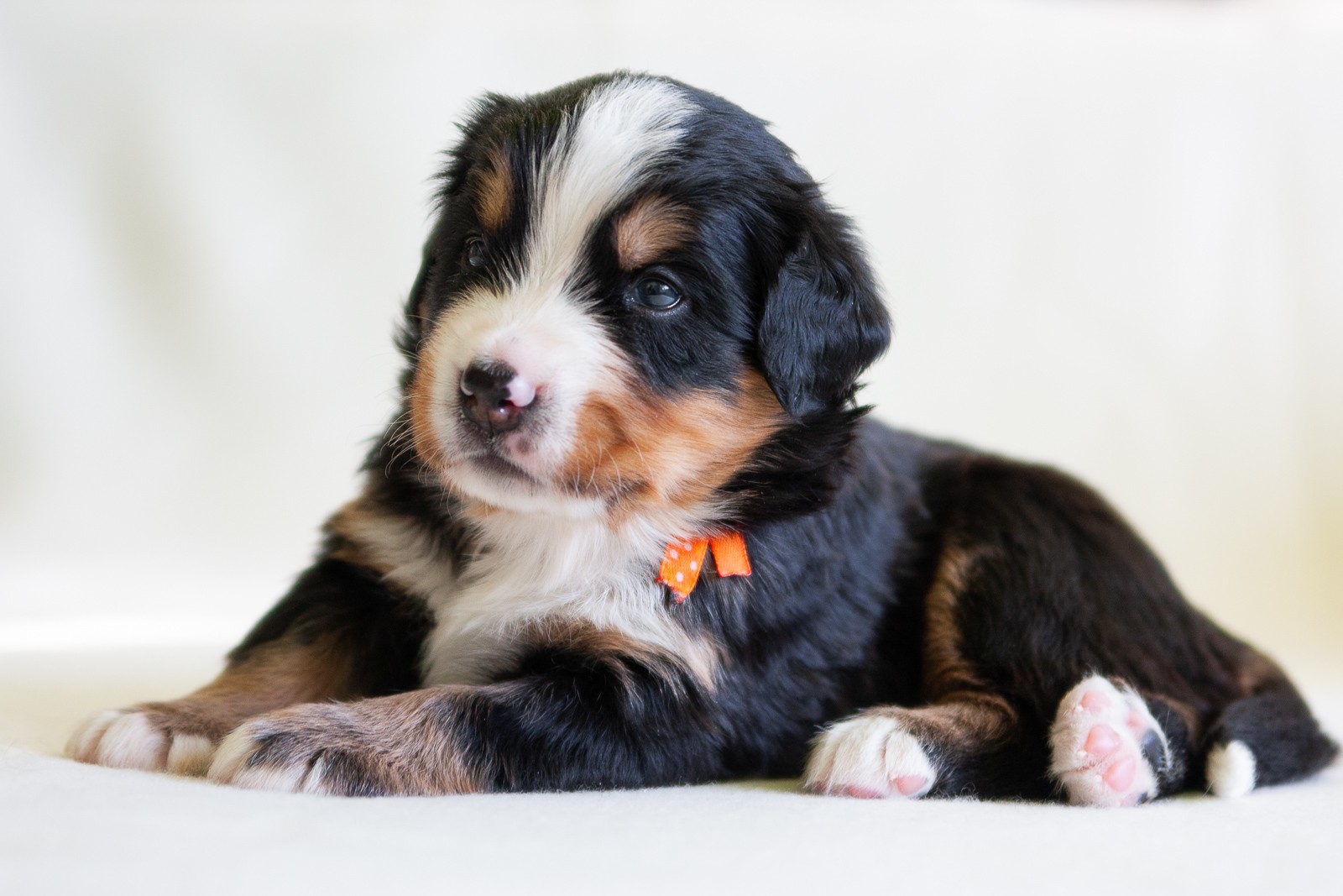 berner sennenhund puppy