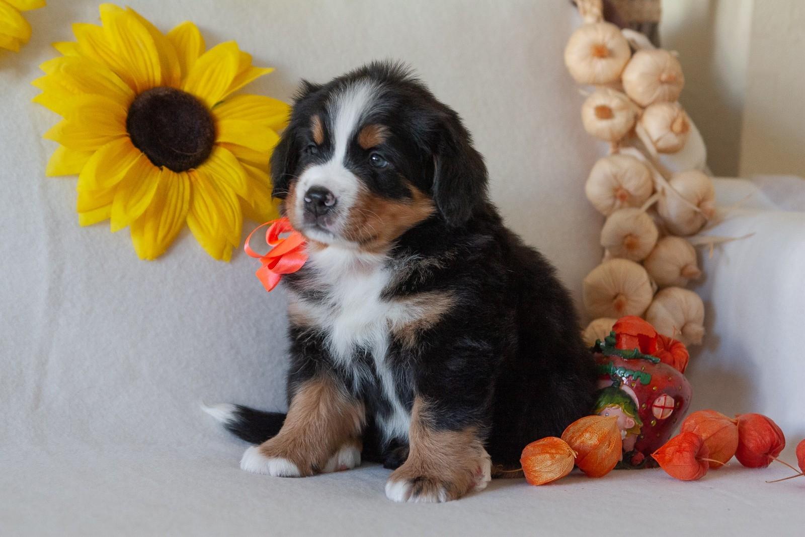 berner sennenhund puppy