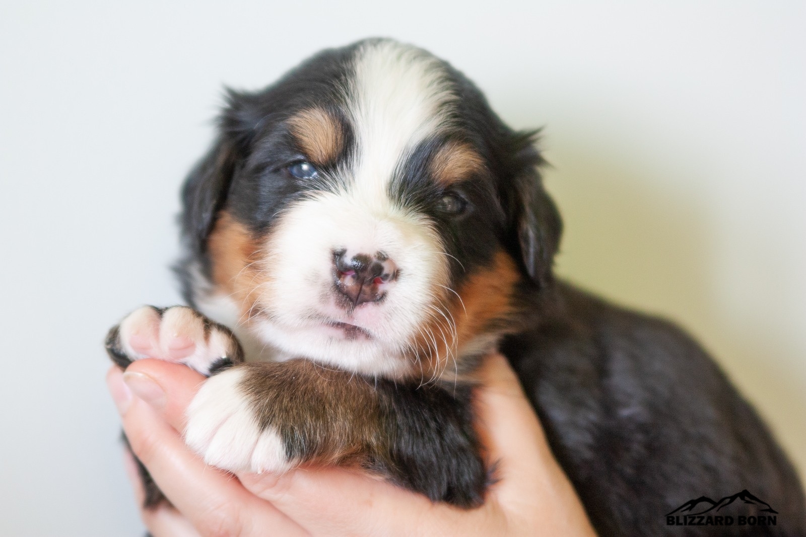 berner sennenhund puppy