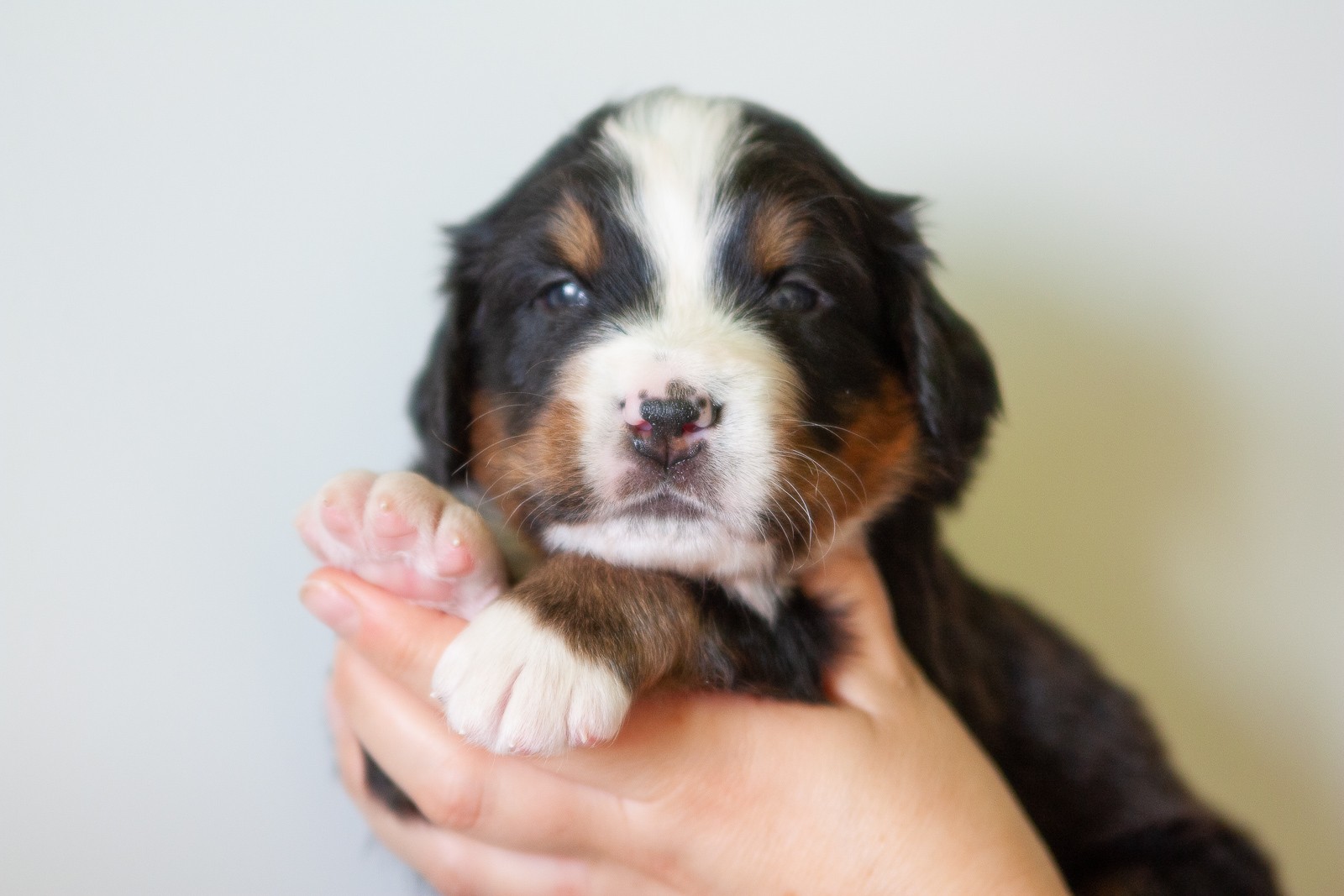 berner sennenhund puppy