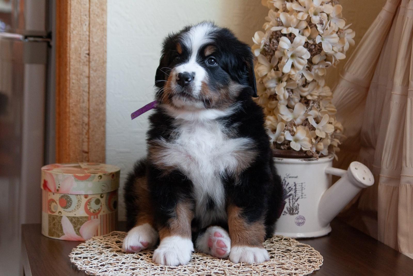 berner sennenhund puppy