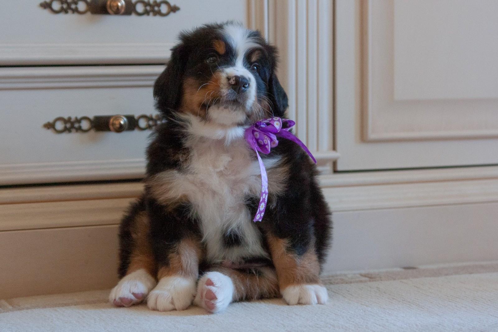 berner sennenhund puppy
