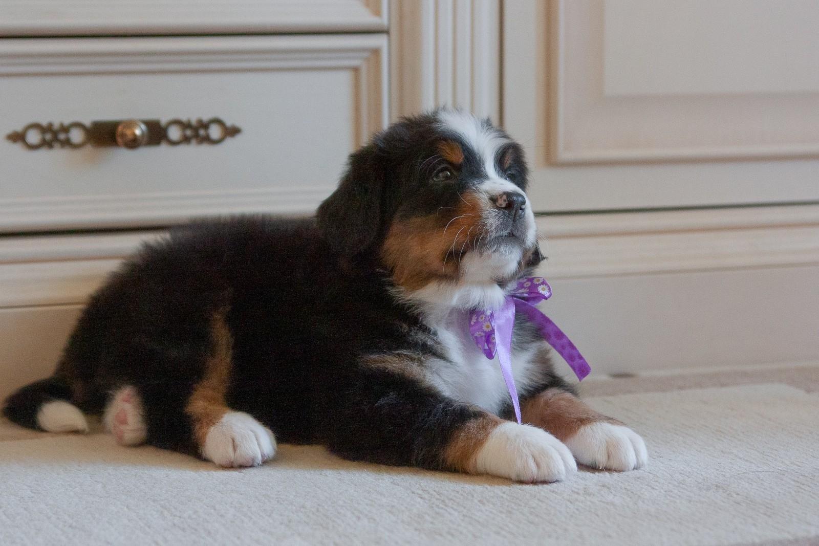 berner sennenhund puppy