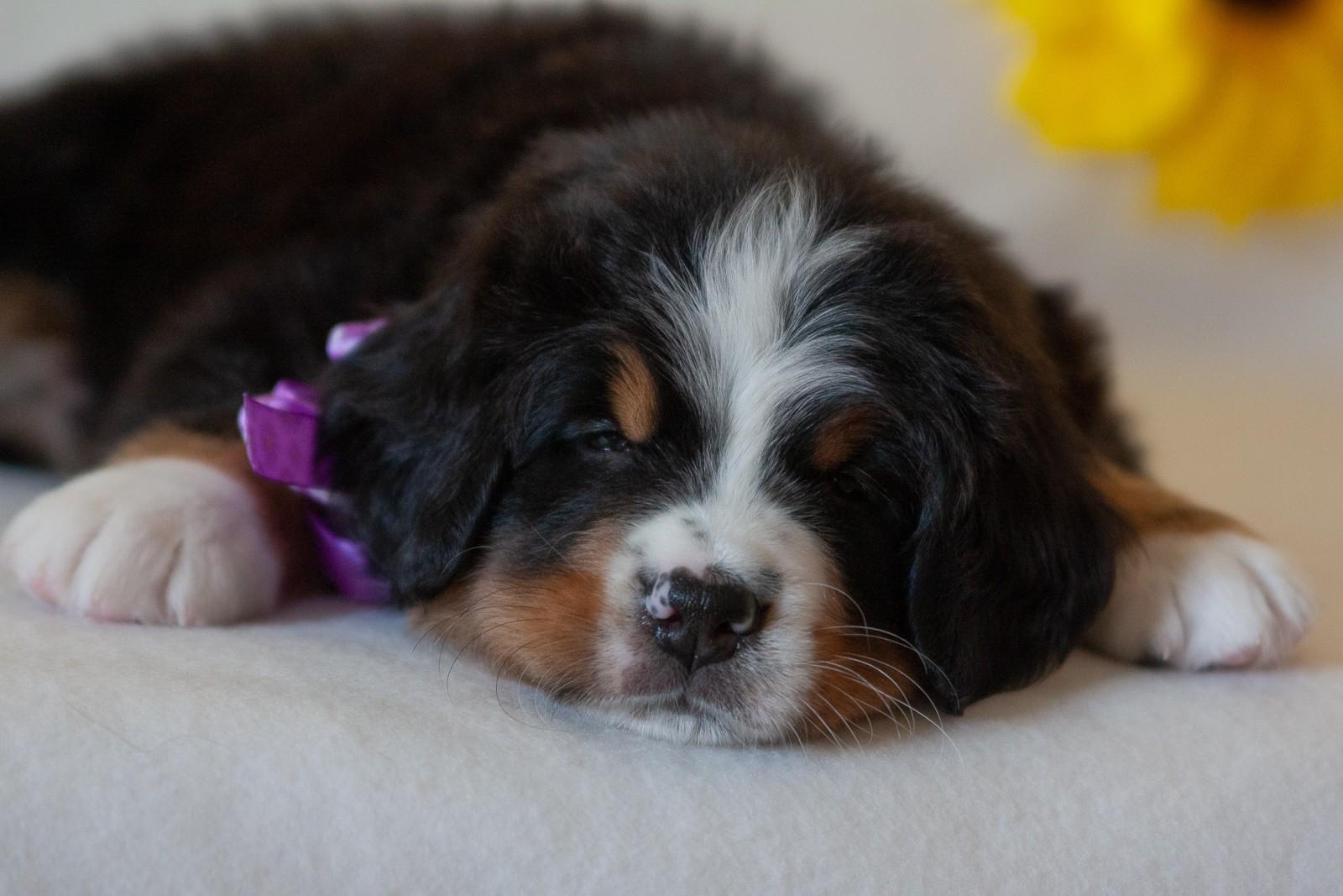 berner sennenhund puppy