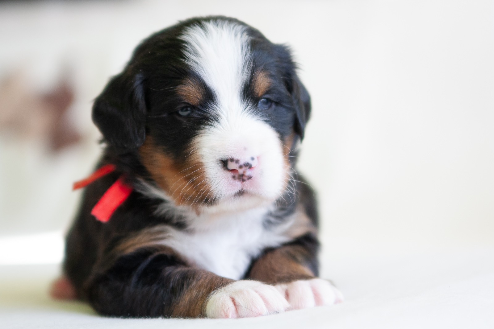 berner sennenhund puppy