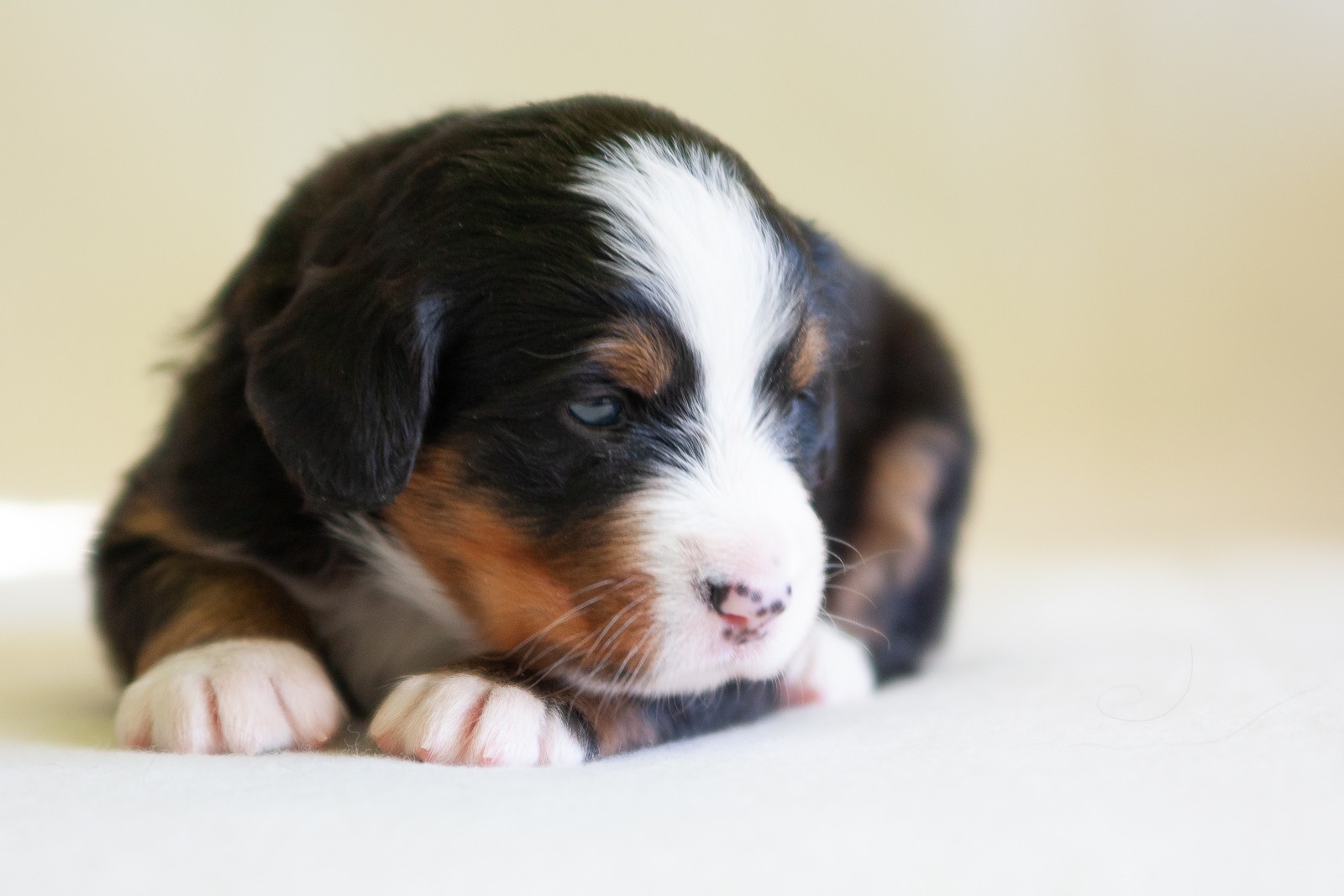 berner sennenhund puppy