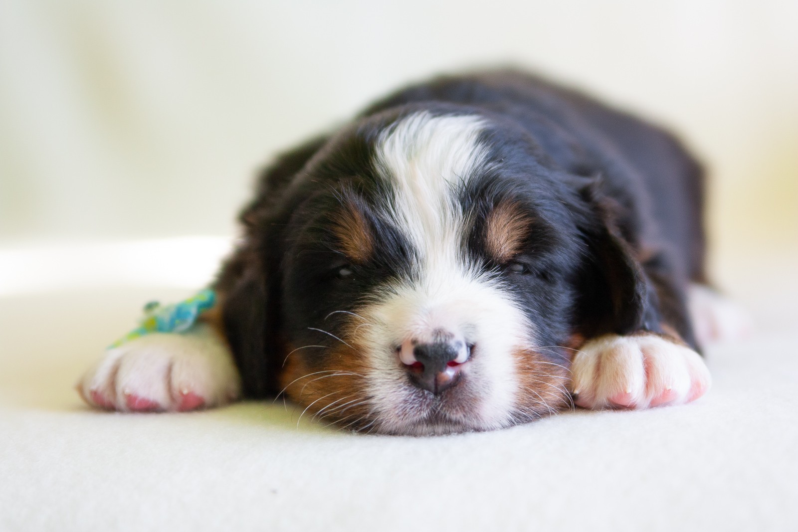 berner sennenhund puppy