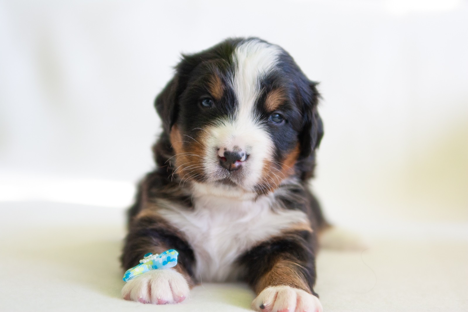berner sennenhund puppy