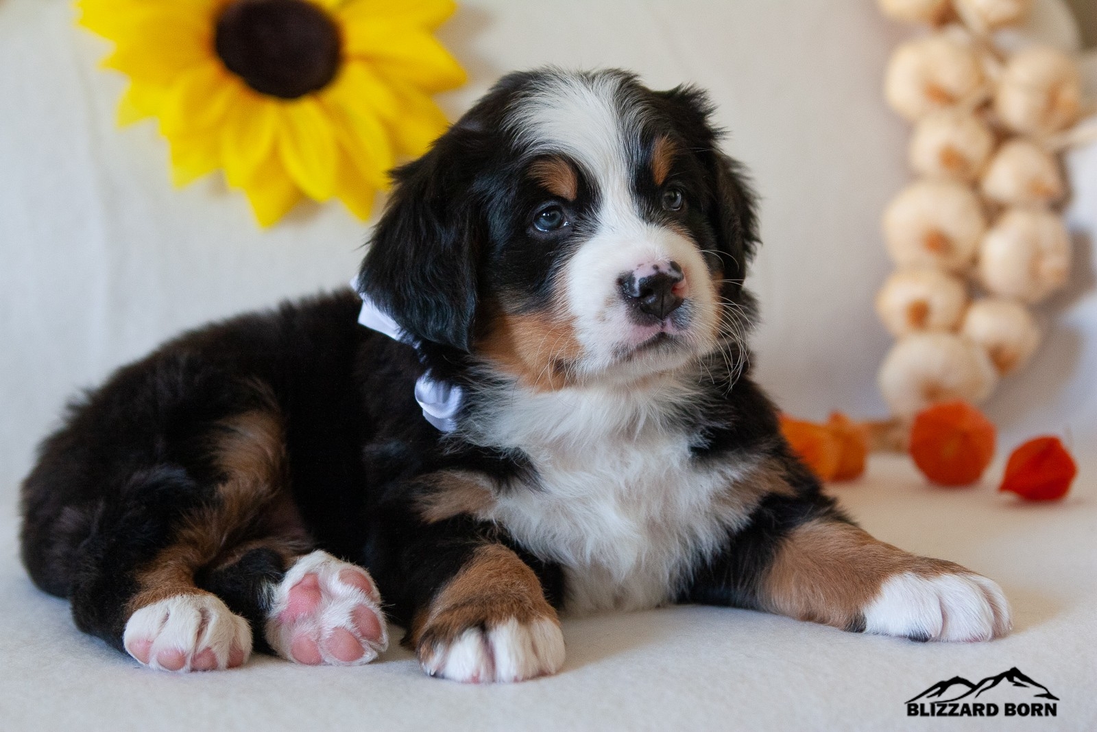 berner sennenhund puppy