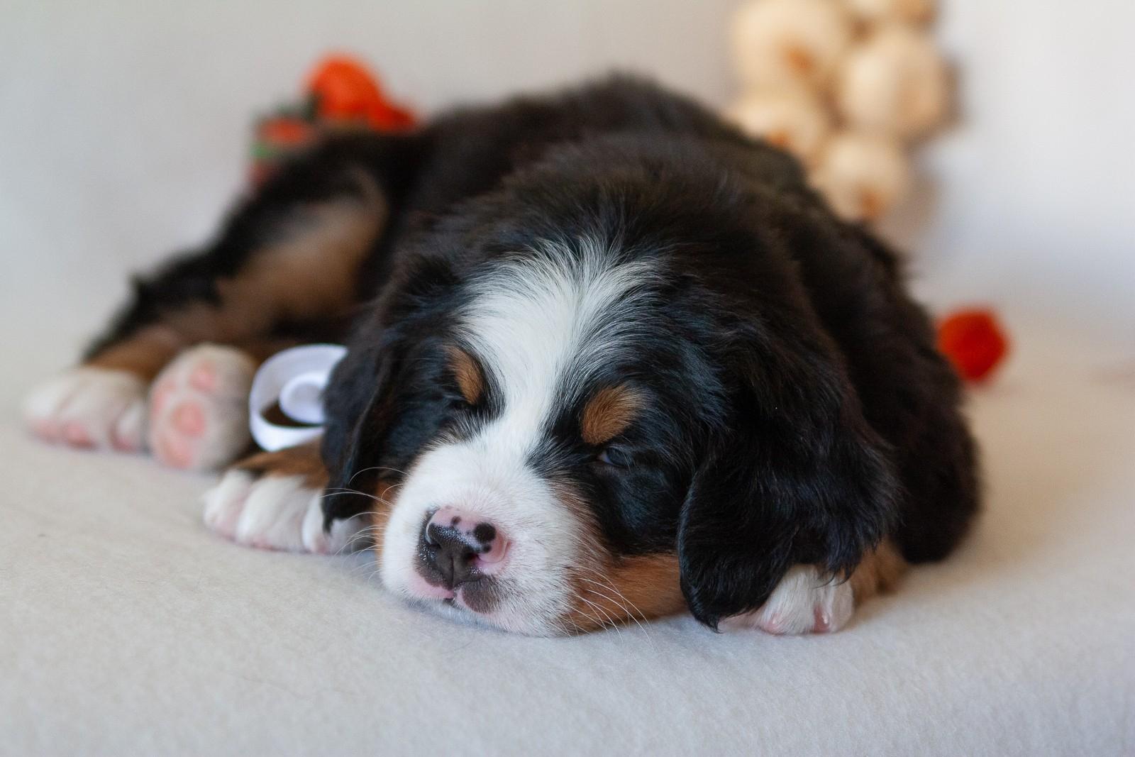 berner sennenhund puppy