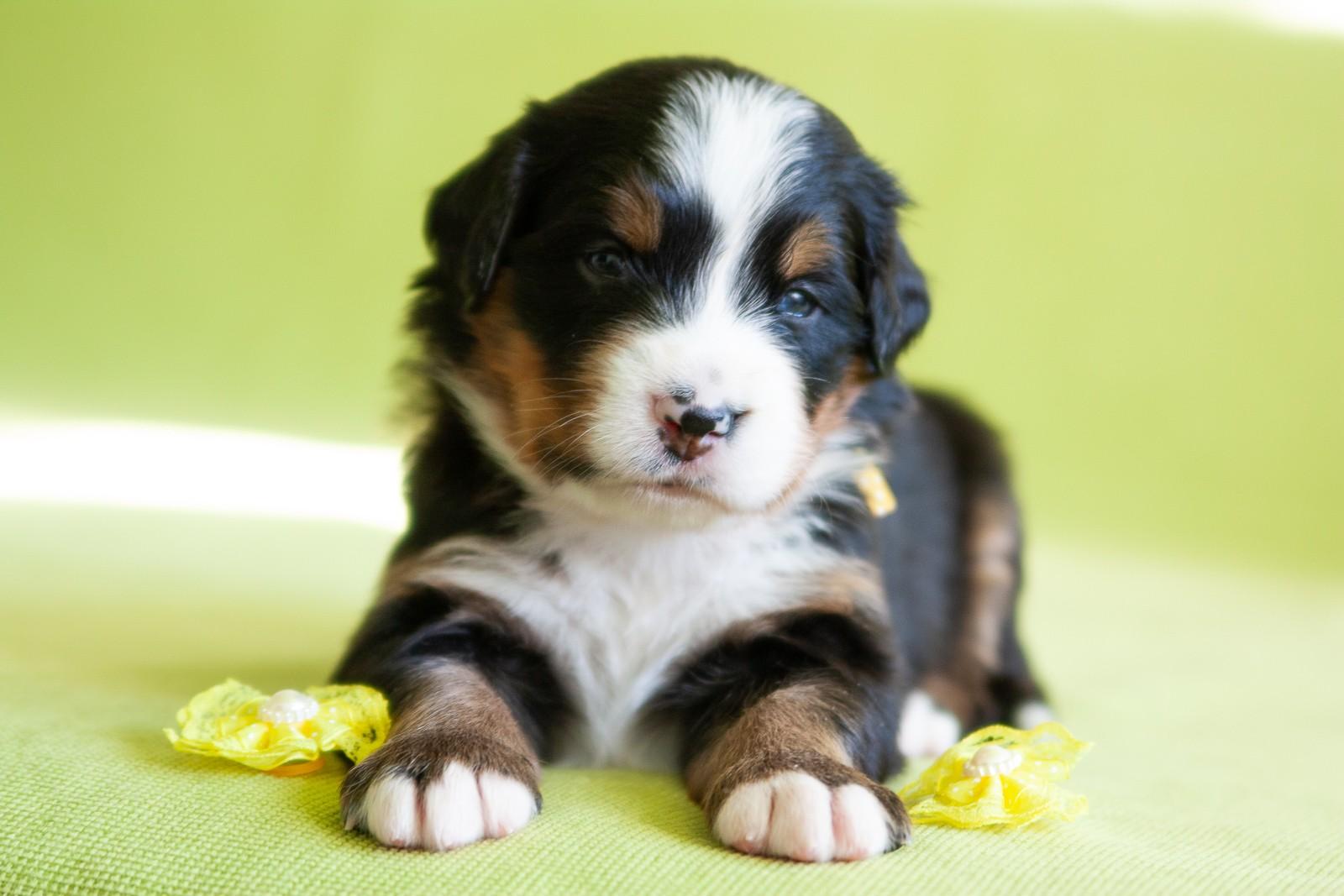 berner sennenhund puppy